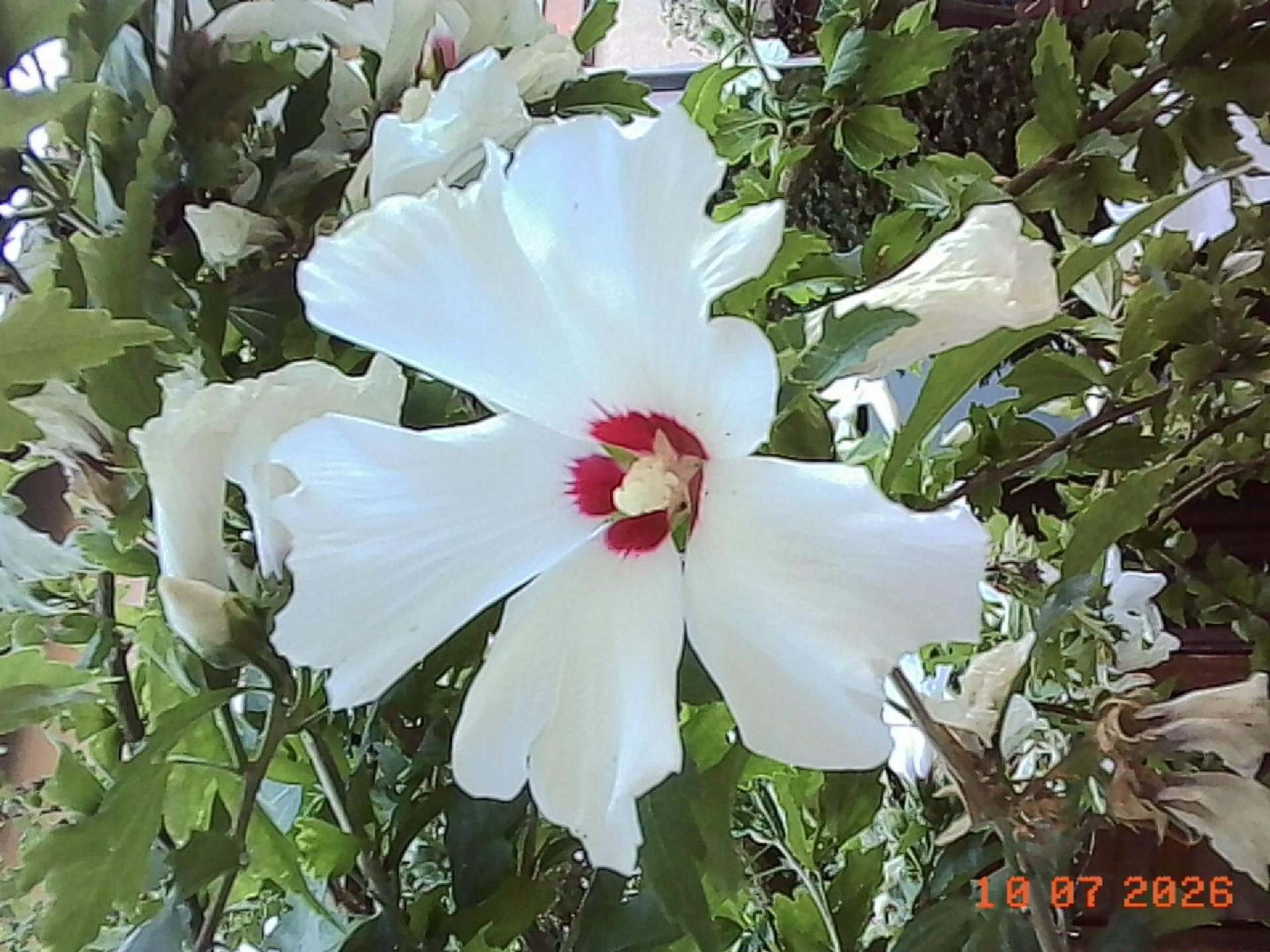 Weiße Hibiskusblüte, voll entfaltet.