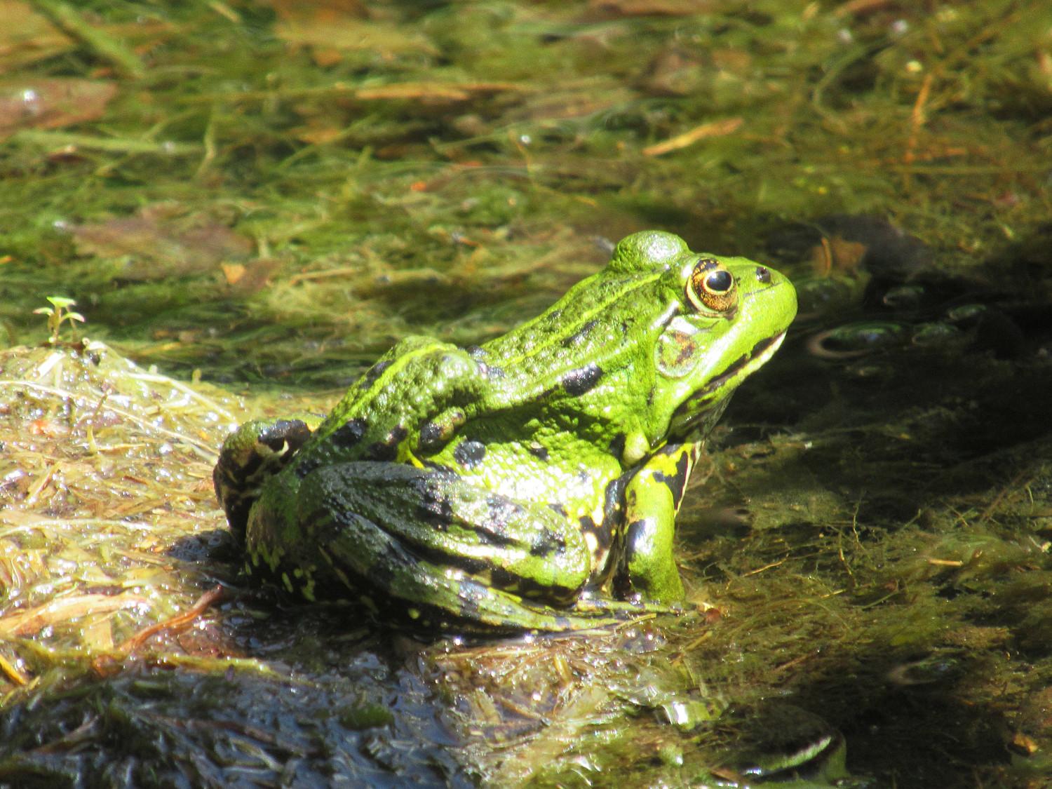 Ein Teichfrosch von der Seite, der auf einem Stein sitzt.