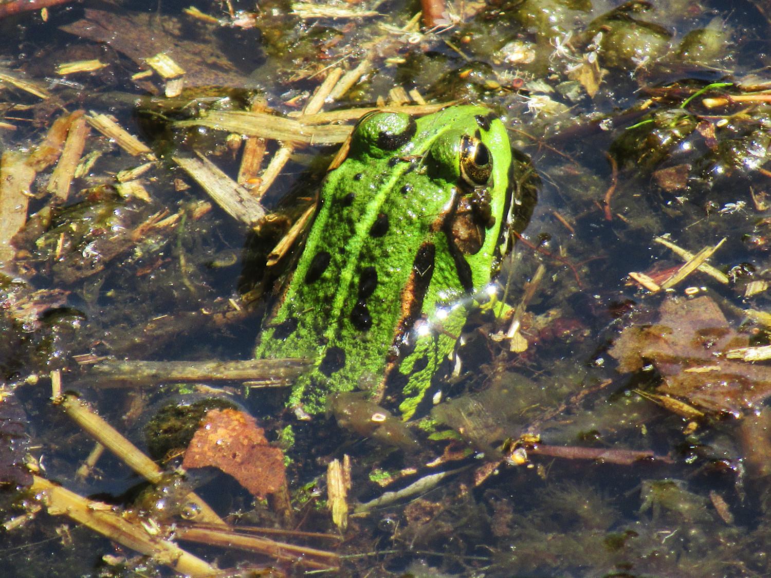 Kopf eines Teichfrosches von hinten