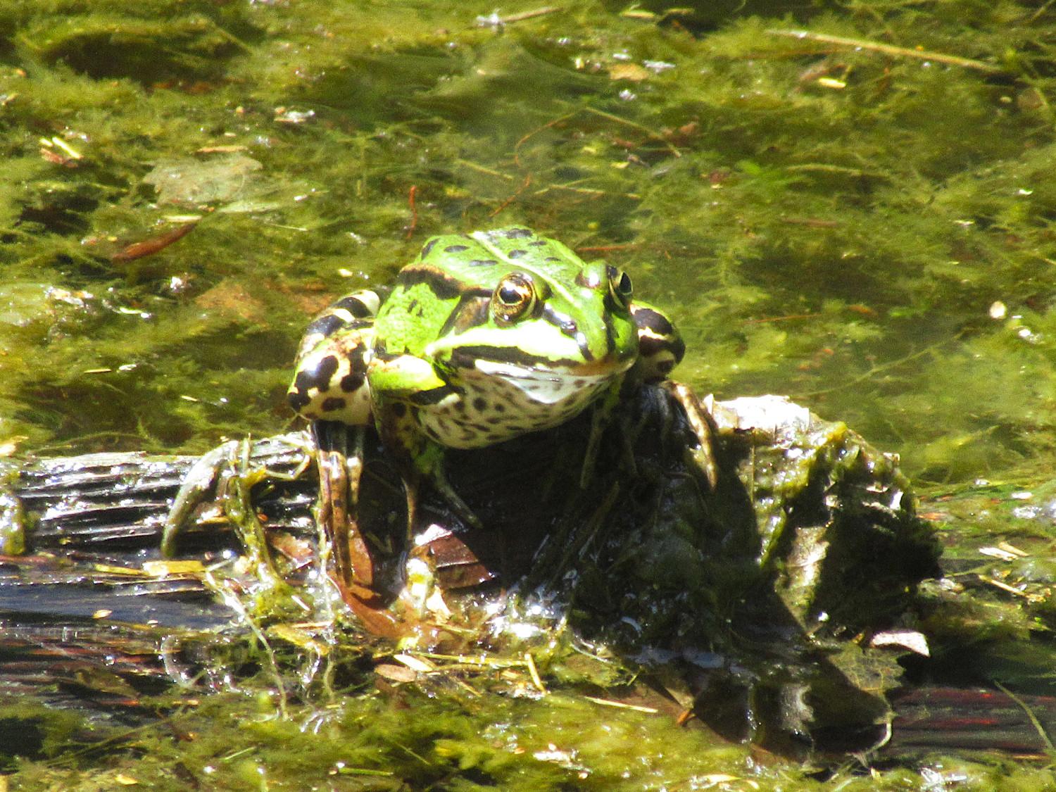Ein Teichfrosch von vorne, der auf einem Stück Holz sitzt.