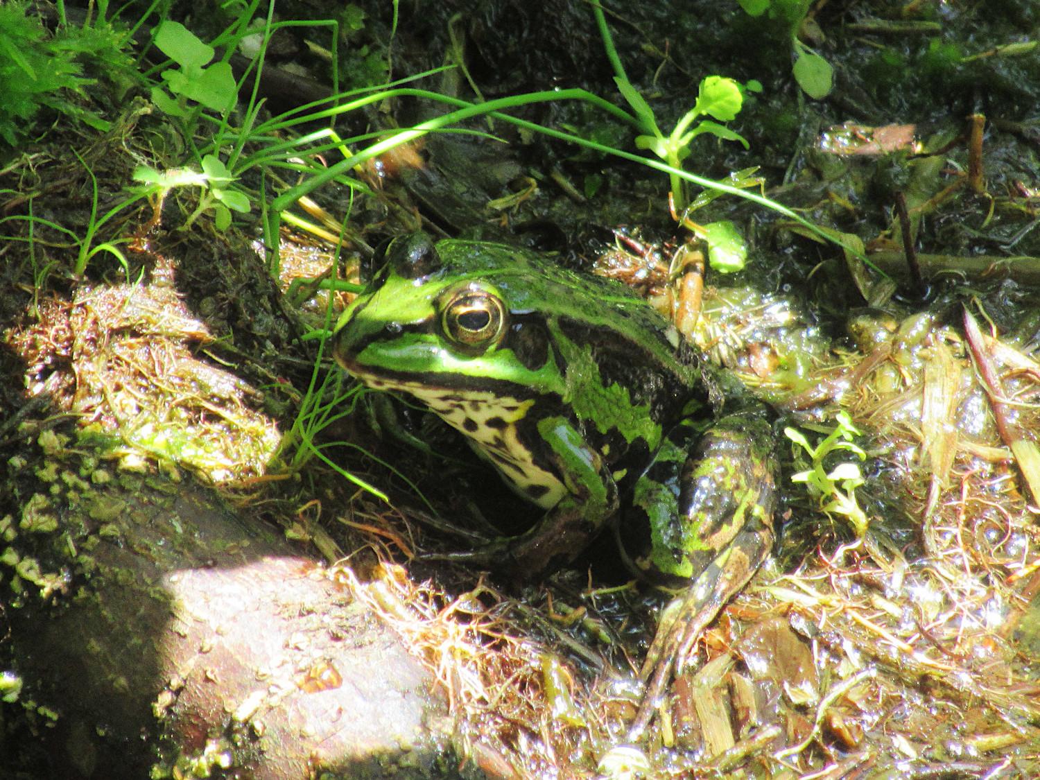 Teichfrosch von der Seite am Ufer