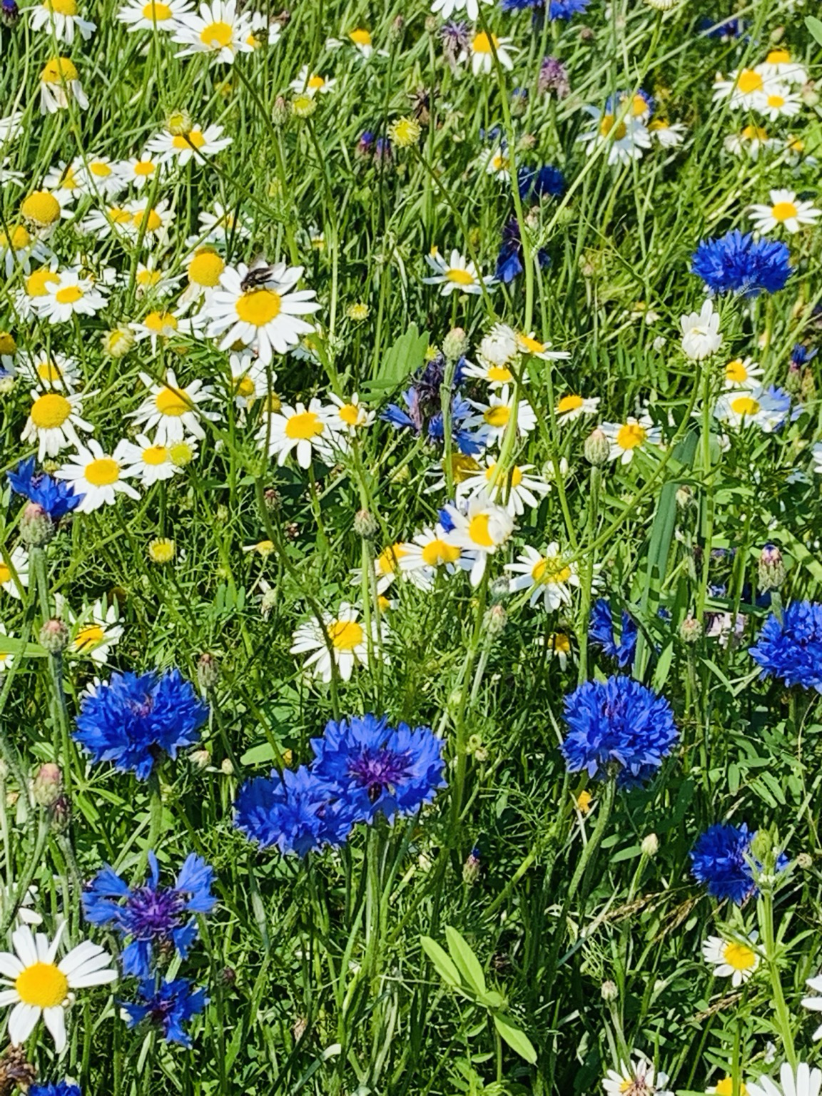 Bunte Wiese mit Margeriten und Kornblumen.