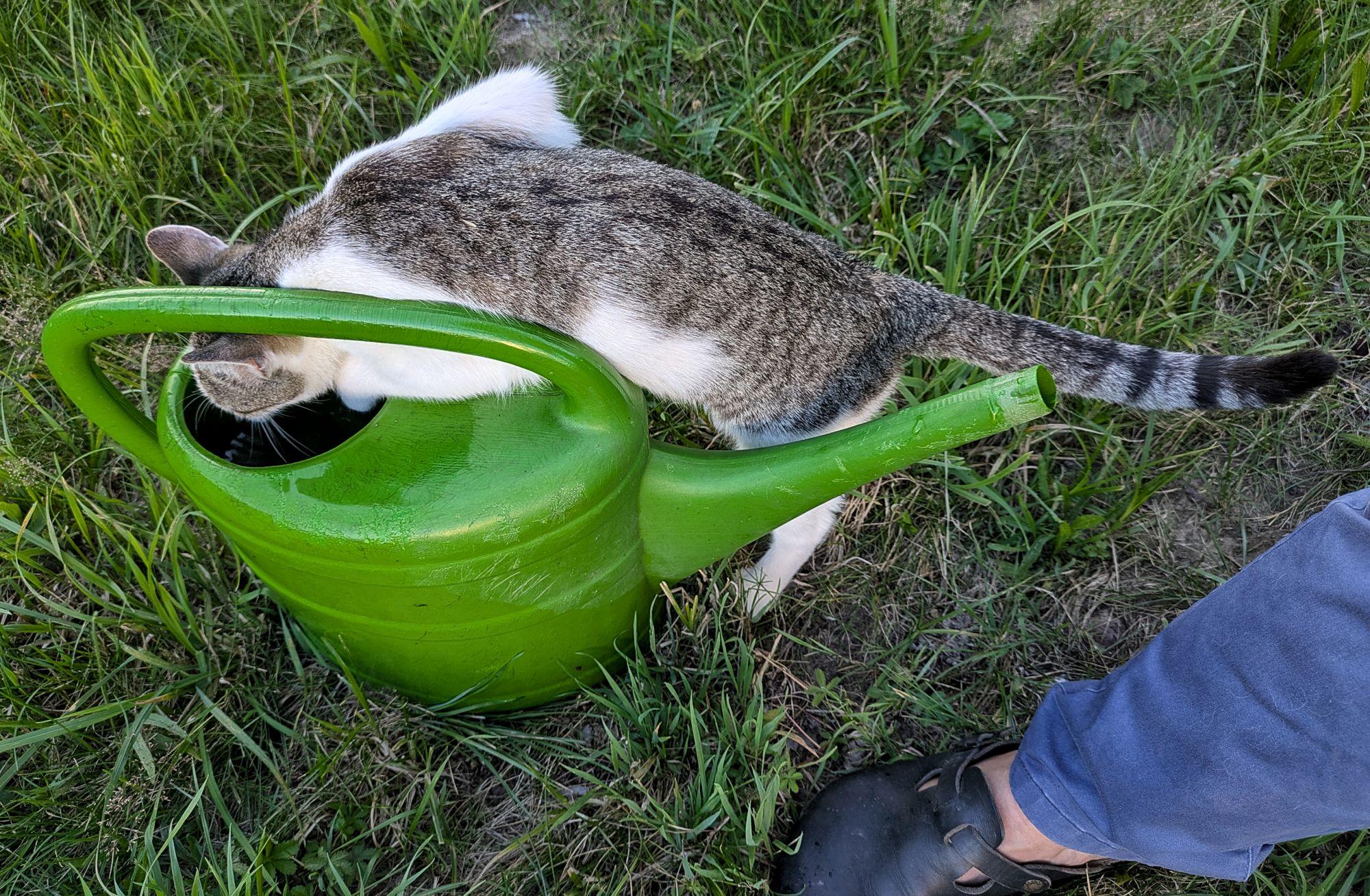 eine weißgetigerte junge Katze trinkt aus einer gefüllten grünen Gießkanne