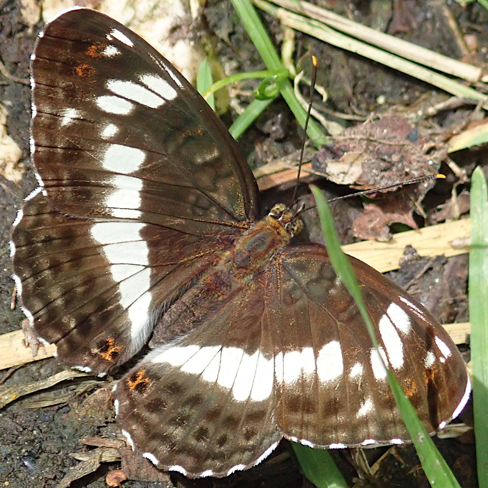 ein schmetterling mit voll aufgeklappten flügeln sitzt auf erdigem boden zwischen grünen grashalmen und ein paar stängeln heu. die flügel sind dunkelbraun und über die ganze breite ungefähr in der mitte von einem band weißer flecken durchzogen, auf den hinterflügeln durchgehend, auf den vorderflügeln gibt es einen aussetzer, wo einer der weißen flecken nur angedeutet ist. dafür ist dort weiter außen noch ein zusätzlicher kleiner. auch ganz vorne, nah der flügelspitze sind noch weitere kleine weiße flecken außer der reihe. entlang der gesamten hinterkante verläuft eine dünne weiße linie, unterbrochen, in kleine sichelmonde zerteilt. in der fläche zwischen diesen weißen bereichen sind 2 reihen kaum zu sehender punkte, wo das braun noch einmal etwas dunkler ist, fast schwarz. die 4 mittigsten dieser dunklen punkte, 2 pro seite, sind leicht orange umrahmt, das habe ich bei anderen kleinen eisvögeln noch nicht gesehen, sonst ist orange immer nur auf den flügelunterseiten.