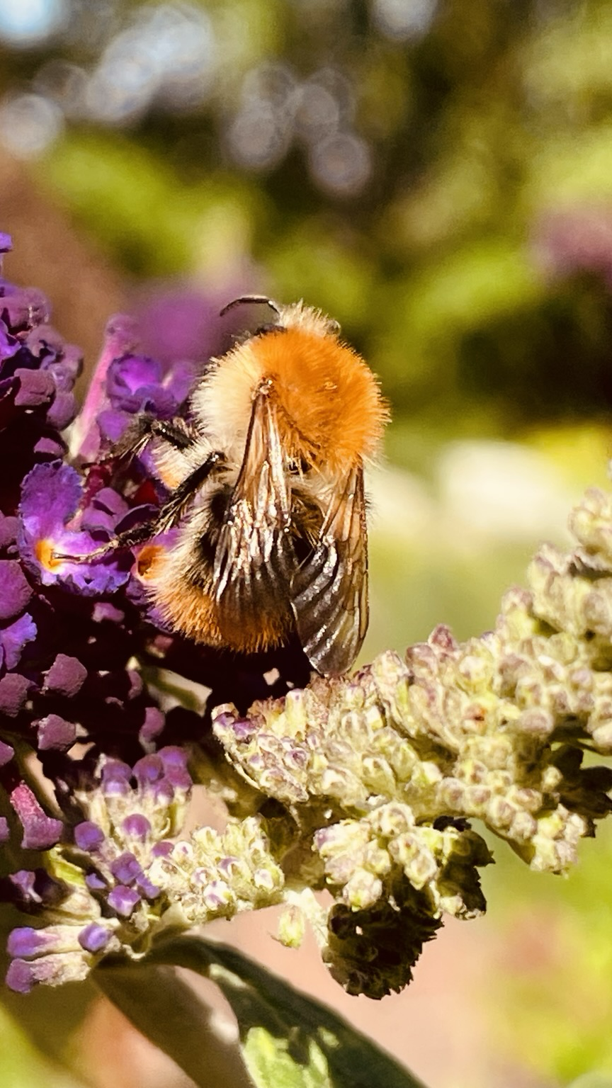 Eine Hummel am Sommerflieder.