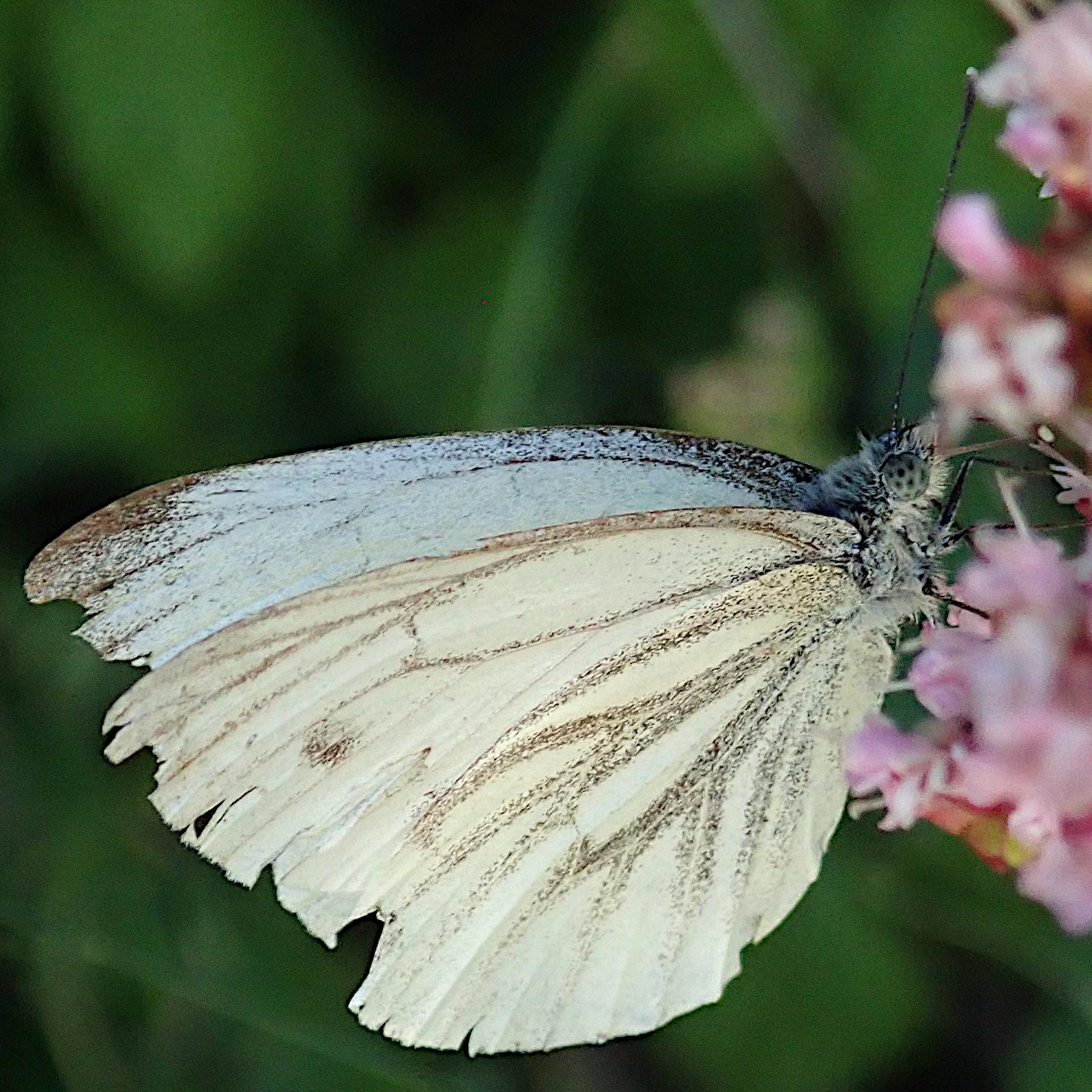 an den rosa blüten des dost, die ganz rechts abgeschnitten und unscharf im bild sind sitzt ein überwiegend weißer schmetterling mit fast ganz hochgeklappten flügeln. die äderung der flügel ist staubig-krümelig in braun nachgezeichnet. der hinterrand der flügel ist schon leicht zerfleddert. das große facettenauge ist grau mit regelmäßig angeordnetenn dunklen punkten, sieht aus wie aus lochblech gefertigt
