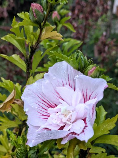 eine weißrosagestreifte gefüllte Hibiskusblüte mit weiteren Knospen 