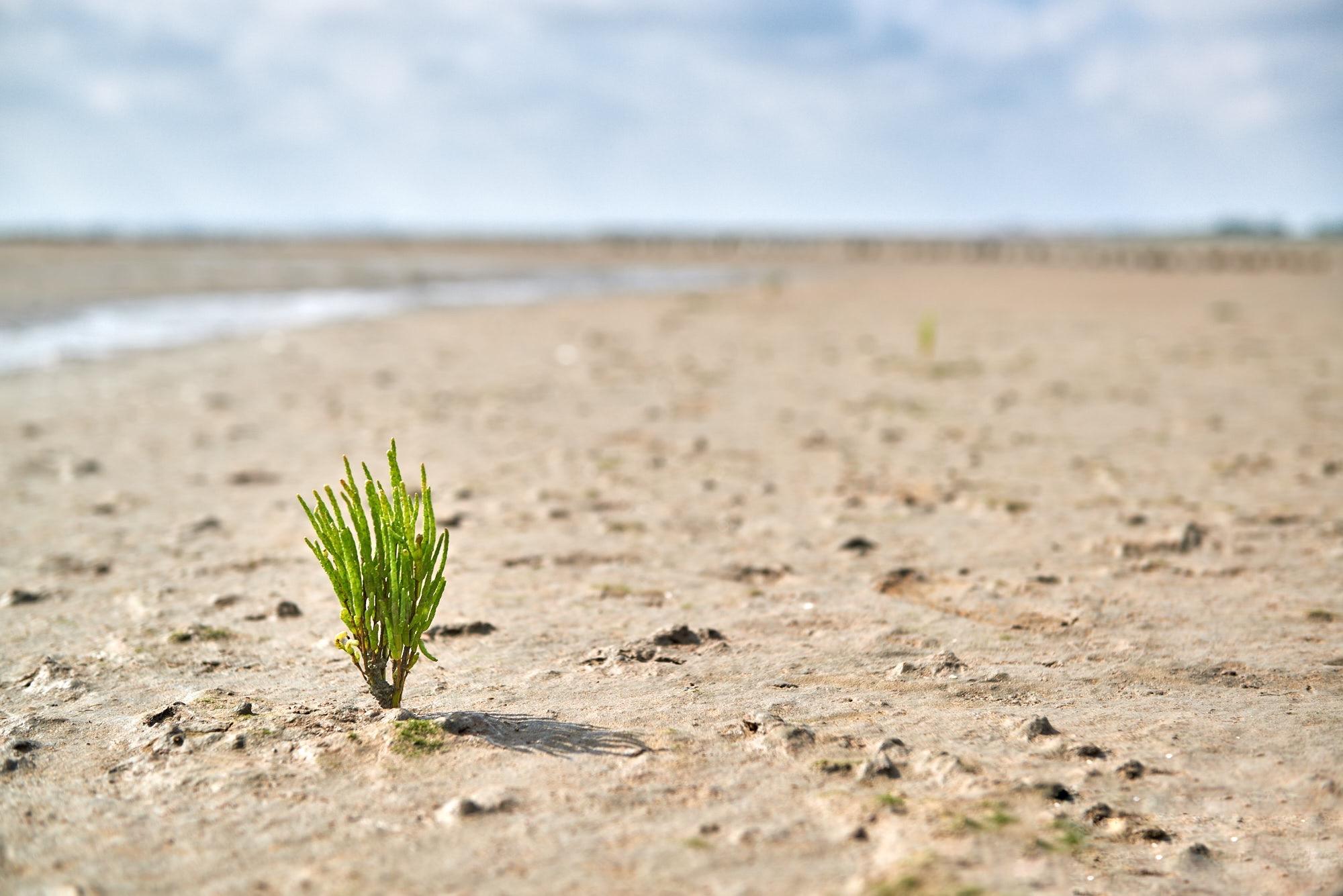 Bodennahe, detailreiche Aufnahme im Nationalpark Wattenmeer in Ostfriesland. Im linken Vordergrund steht eine einzelne, saftig grüne Queller-Pflanze (Salicornia) scharf fokussiert im sandigen, von Ebbe gezeichneten Wattboden. Nach hinten hin öffnet sich das Bild in eine weite, minimalistische Ebene mit einem sanft spiegelnden Wasserlauf auf der linken Seite. Der Hintergrund mit fernen Lahnungen am Horizont verliert sich in einer stimmungsvollen Unschärfe unter einem hellen, leicht bewölkten Himmel.