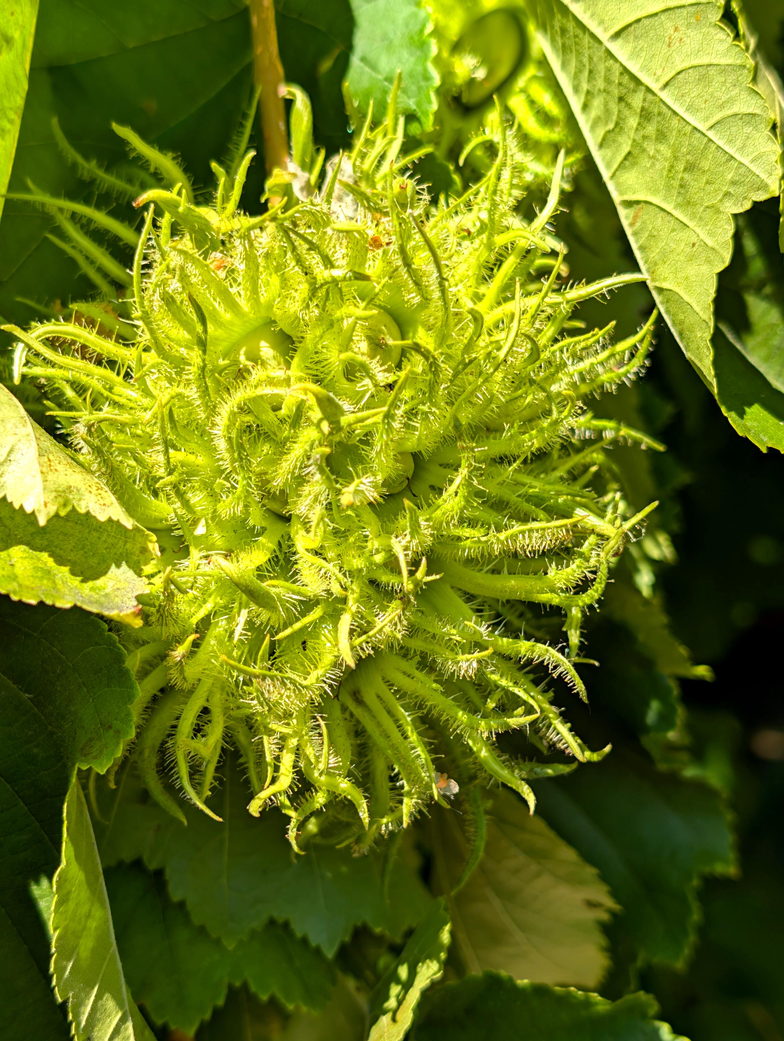 Das Bild zeigt die Nahaufnahme eines grünen Fruchtstandes. Zwischen zahlreichen schmalen, behaarten Hüllblättern, die entfernt an ein Blumentier erinnern, sind grüne Nüßchen zu erkennen.
Im Hintergrund grüne Blätter.