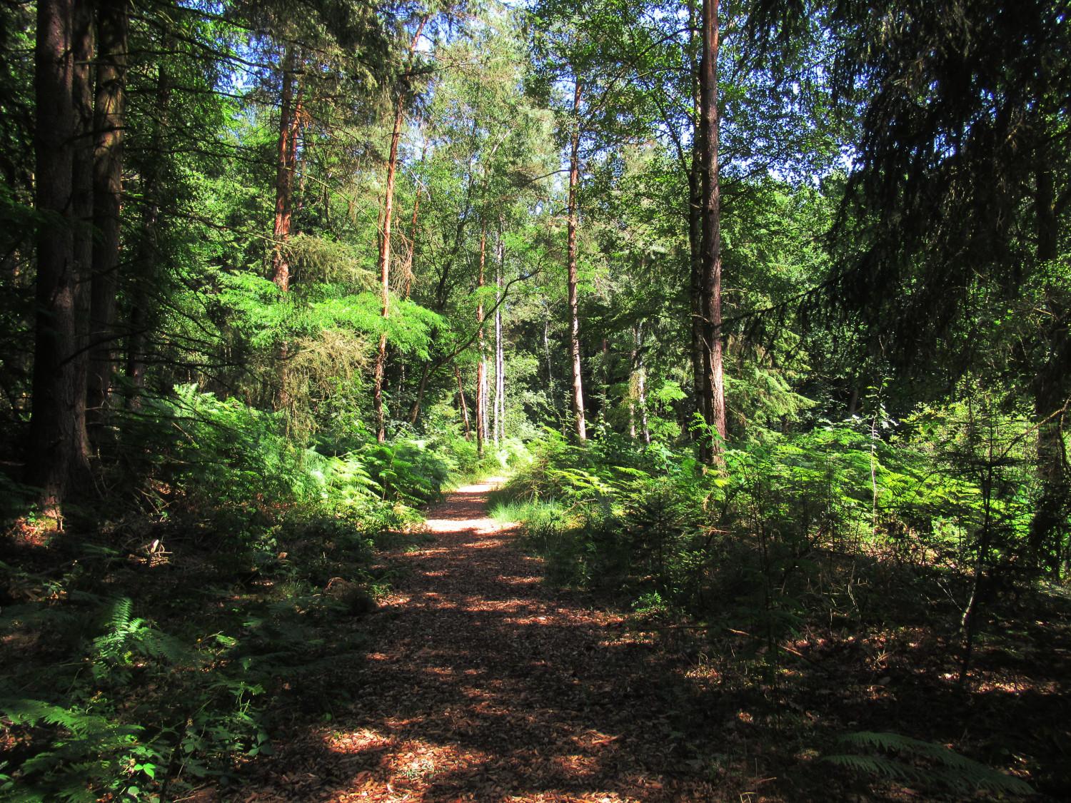 Ein Fußweg durch einen Mischwald, teilweise erreichts die Sonne den Waldboden, etwas blauer Himmel.