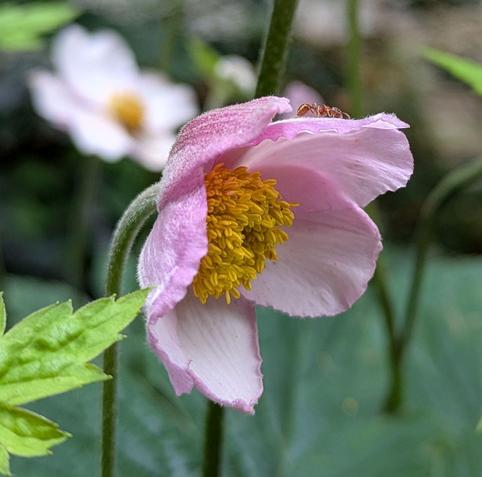 Nahaufnahme einer geöffneten Blüte einer Herbstanemone. Regentropfen und eine Ameise sind oben drauf zu erkennen 