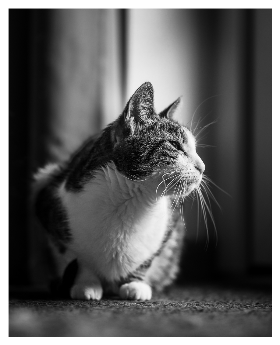 Schwarzweißfoto. Kater auf dem Teppich sitzend und zurück Seite blickend. Von vorne aus Bodenhöhe fotografiert.