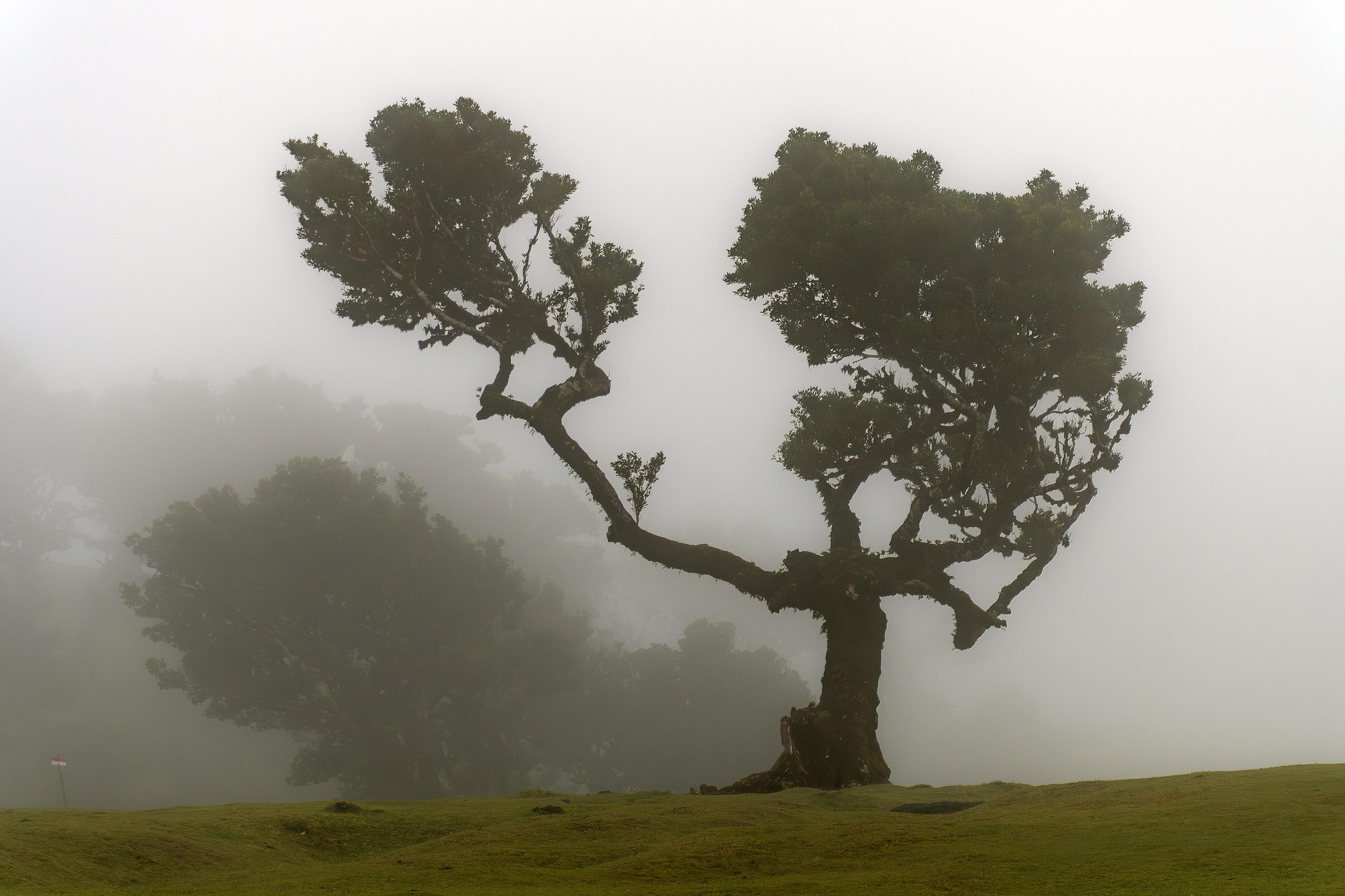 Auf diesem Foto sind zwei alte, knorrige Bäume zu sehen, die in dichten Nebel gehüllt sind. Die Bäume stehen auf einer sanft abfallenden, grünen Wiese. Ihre Äste sind weit ausgebreitet und wirken fast wie Arme, die sich in den nebligen Himmel strecken. Die Atmosphäre ist ruhig und geheimnisvoll, fast unwirklich. Der Nebel verschleiert die Umgebung und lässt die Bäume wie einsame Gestalten in einer anderen Welt erscheinen.