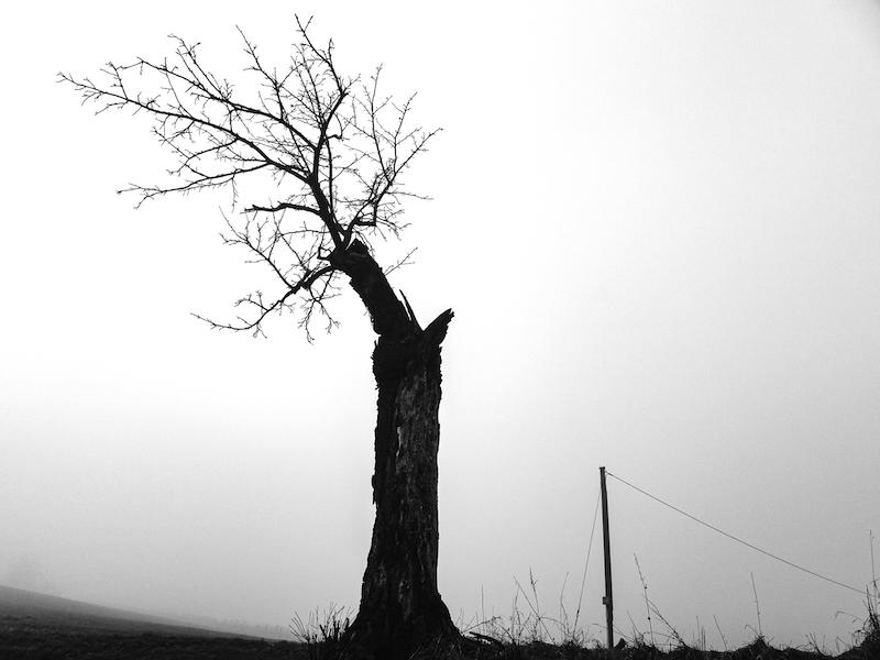 Man sieht einen alten knorrigen Baum der nur noch oben ein paar Äste hat. Das Foto ist in Schwarzweiss.