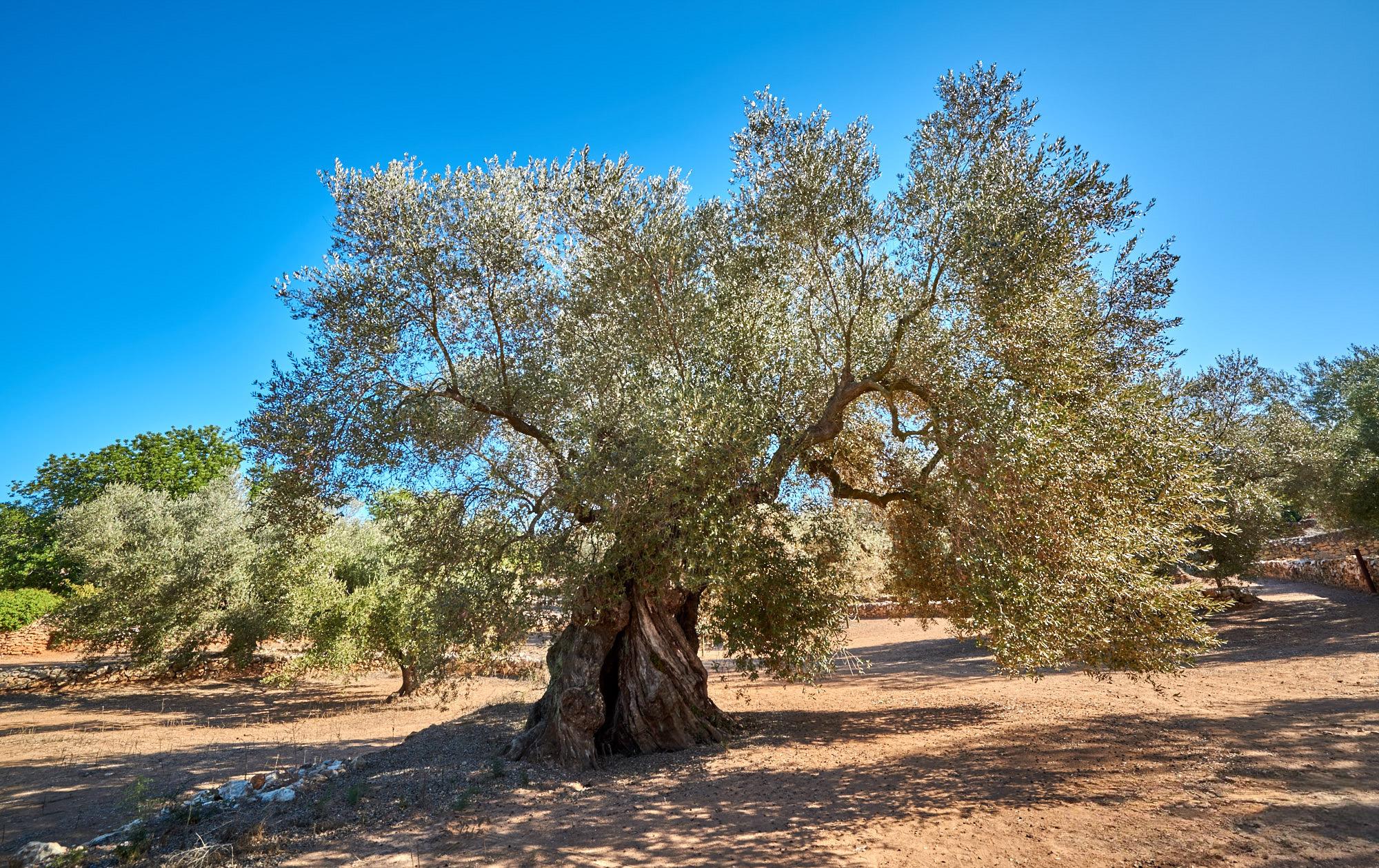 Eine eindrucksvolle Weitwinkelaufnahme eines uralten Olivenbaums, der zu den ältesten der Erde gehört, fotografiert in der Nähe von Tortosa in Katalonien, Spanien. Im Zentrum steht der wuchtige, tief gefurchte Stamm, der durch sein hohes Alter eine natürliche, dunkle Höhlung im Inneren aufweist. Die mächtigen Äste tragen eine dichte, silbrig-grüne Krone, die einen weiten Schatten auf die trockene, rötlich-braune Erde wirft. Im Hintergrund sind weitere Olivenbäume und angedeutete Steinmauern zu sehen. Ein strahlend blauer, klarer Himmel überspannt die gesamte, sonnendurchflutete Szenerie.