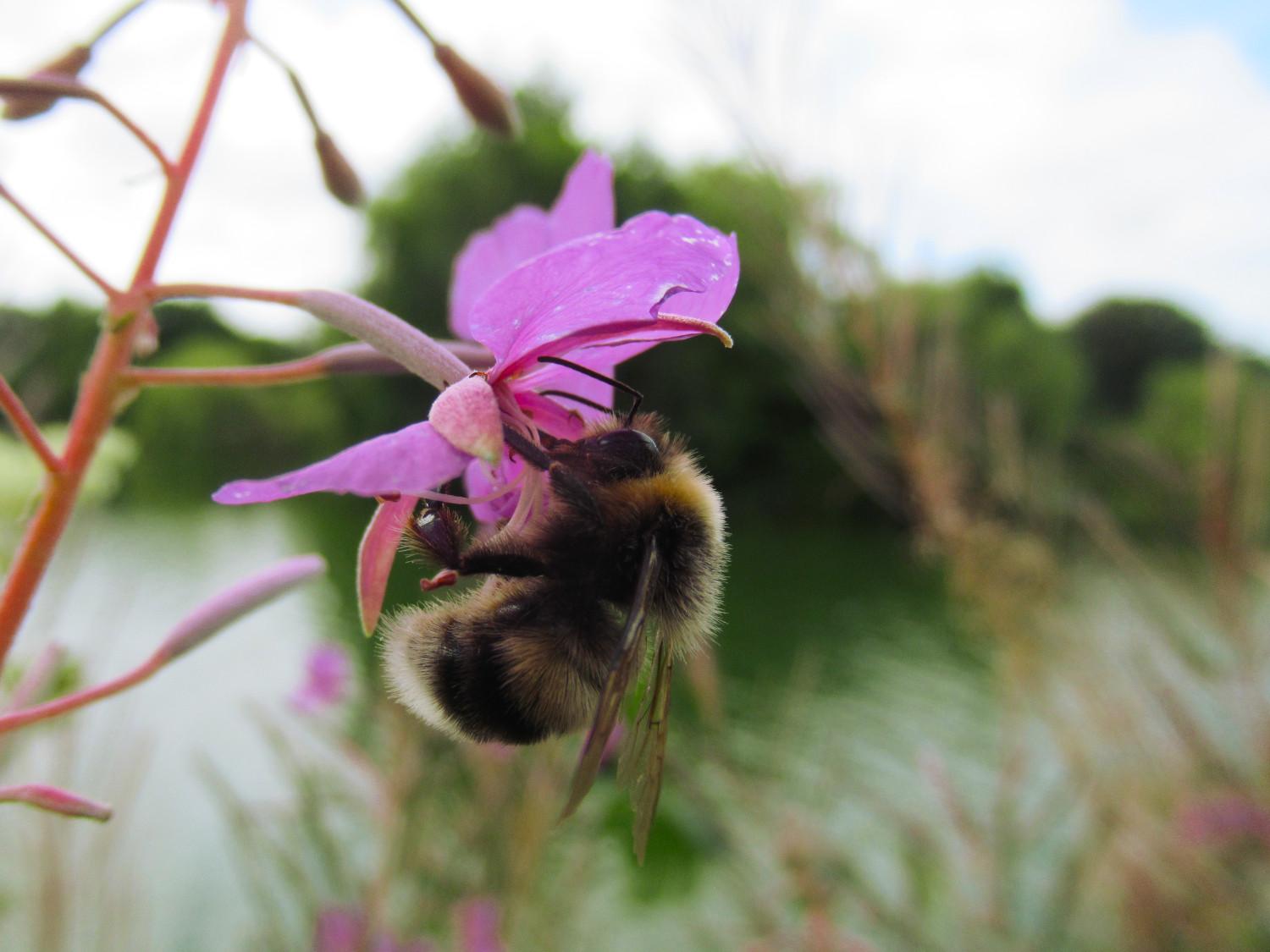 Eine Hummel rüsselt an einer Blüte vom schmalblättrigen Weideröschen.
