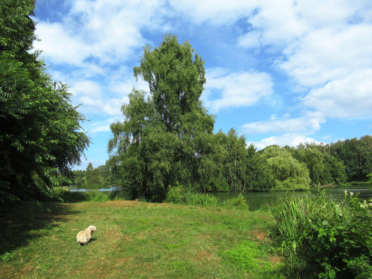 Ein kleiner, heller Mischlingshund auf eine Rasenfläche neben einem See. In der Bildmitte eine große Birke, die sehr nah am Ufer steht. Blauer Himmel mit weißen Wolken.