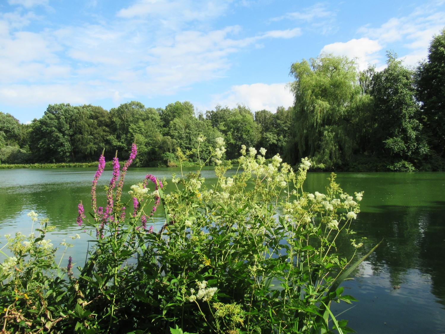 Mädesüß und Blutweiderich blühen am Ufer eines Sees.