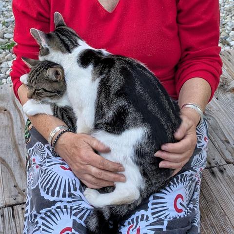 zwei grauweißgetigerte Katzen liegen übereinander auf ausgestreckten Beinen auf einer Holzterrasse 
