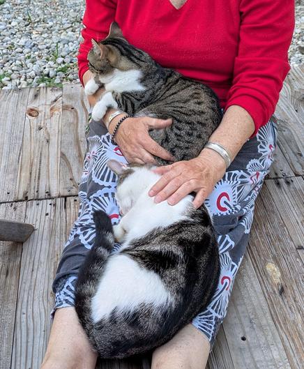 zwei grauweißgetigerte Katzen liegen auf ausgestreckten Beinen auf einer Holzterrasse 