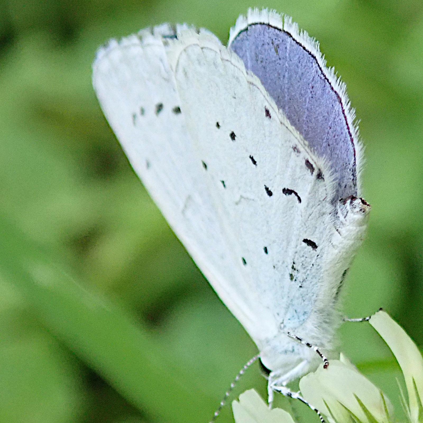 der selbe schmetterling, diesmal von weiter hinten und unten gesehen und mit ganz leicht geöffneten flügeln, so dass man einen streifen vom blau der flügeloberseite erhaschen kann, das diesen faltern ihren namen "bläulinge" gibt. es ist etwas kräftiger als himmelblau, eher wie der himmel im hochgebirge und mit einem nur ganz leichten stich ins violette. zum weißen fransenrand des flügels ist es durch eine sehr feine schwarze linie kontrastreich abgegrenzt