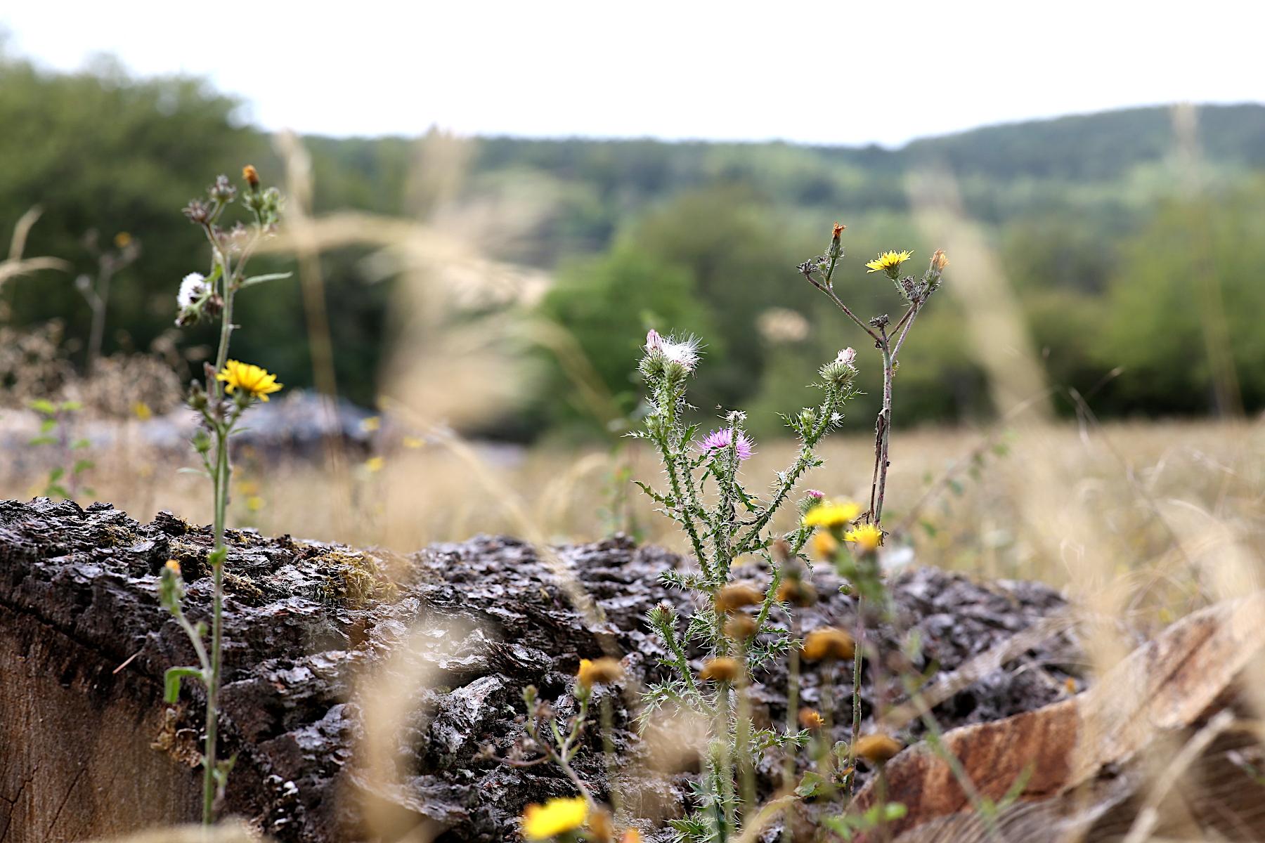 Im Vordergrund wachsen Disteln und gelb blühende Wildkräuter zwischen trockenem Gras und einem stark verwitterten, teilweise zerfallenen Baumstamm. Die stacheligen Pflanzen tragen kleine rosafarbene Blüten und weiße Samenstände. Dahinter öffnet sich eine sommerlich trockene Wiesenlandschaft mit weich verschwommenen Gräsern, grünen Büschen und einem bewaldeten Höhenzug am Horizont. Das Foto wirkt ruhig und naturnah, mit geringer Schärfentiefe.