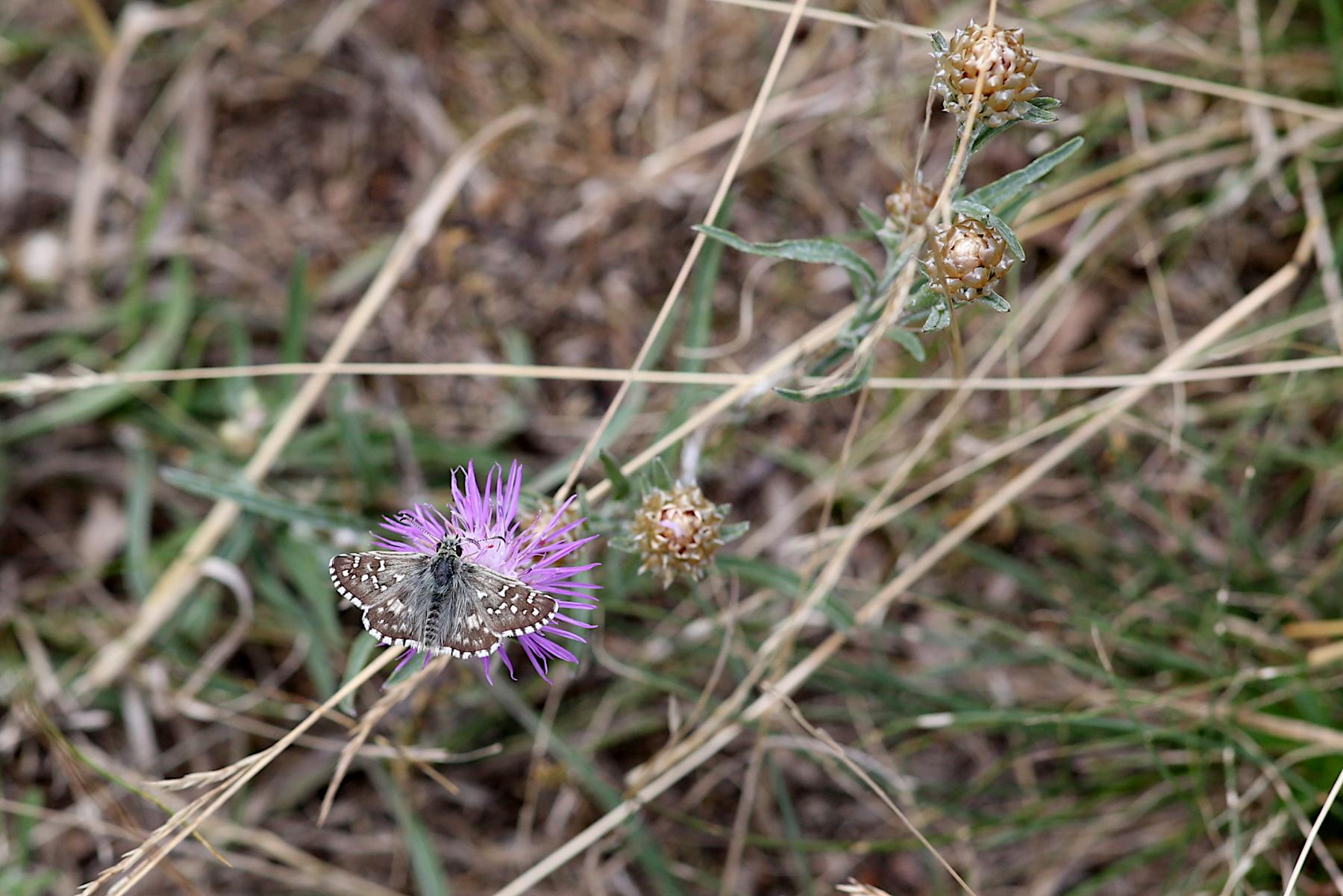 Schmetterling: vielleicht ein Kleiner Würfel-Dickkopffalter (Pyrgus malvae). Typisch sind die dunkelbraun-graue Oberseite, die zahlreichen scharf abgegrenzten weißen Würfelflecken und die schwarz-weiß gescheckten Flügelfransen. Er gehört zu den Dickkopffaltern (Hesperiidae) und sitzt auf der lilanen Blüte einer Flockenblume.