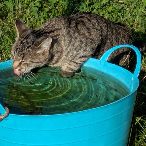 eine graugetigerte Katze trinkt aus einem türkisen Bottich und die Zunge ist zu sehen. Die linke Vorderpfote hängt im Wasser 