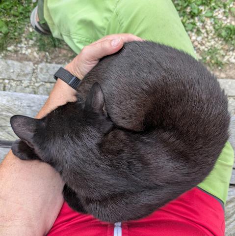 ein kleiner fast schwarzer Kater liegt zusammen gerollt auf überschlagenen Beinen. Grüne Hose