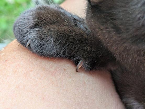 eine schwarze Vorderpfote einer Katze liegt auf einem nackten Unterarm.nDie Daumenkralle ist noch ausgefahren und bohrt sie leicht in die Haut.