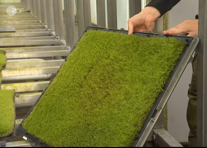 Screenshot eines Beitrags des ZDF zeigt eine Platte mit Moos.
(Quelle: ZDF planb)