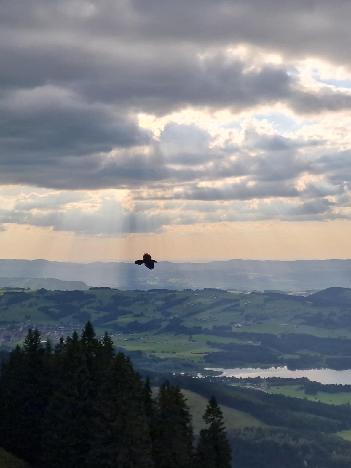 Schwarzer Vogel vor Wolken mit Sonnenstrahlen, über Landschaft mit Hügeln, Wiesen und Wäldern.
