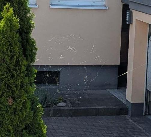 Zwischen einem Buchsbaum und einer Garage befindet sich ein großes rundes Spinnennetz, das von der Sonne von hinten beleuchtet wird. Dahinter erkennt man eine Hauswand mit Teilen von Fenstern und eine  Garage, die Anhaltspunkte für die Größe bieten.