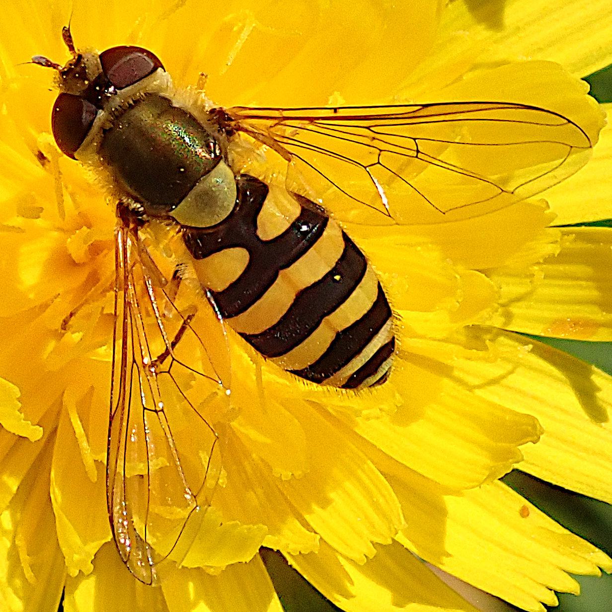 nahaufnahme, quadratischer ausschnitt. auf einer knallgelben löwenzahnählichen blüte sitzt eine schwebfliege mit glänzend glattem schwarz-gelb gebändertem hinterleib. die 4 hinteren gelben bänder sind durchgehend, das vorderste ist in der mitte unterbrochen. das halbkreisförmige schildchen zwischen thorax und hinterleib ist durchscheinend hellgelb, der thorax dunkel bronzefarben. die facettenaugen sind dunkelrot, die flügel sehr klar transparent.