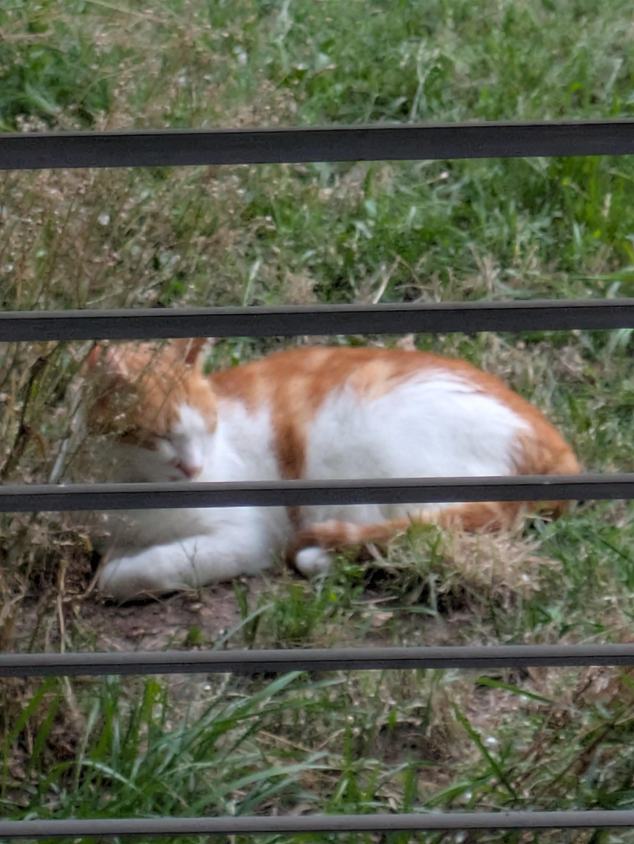 A Cat on a meadow

Eine Katze auf einer Wiese