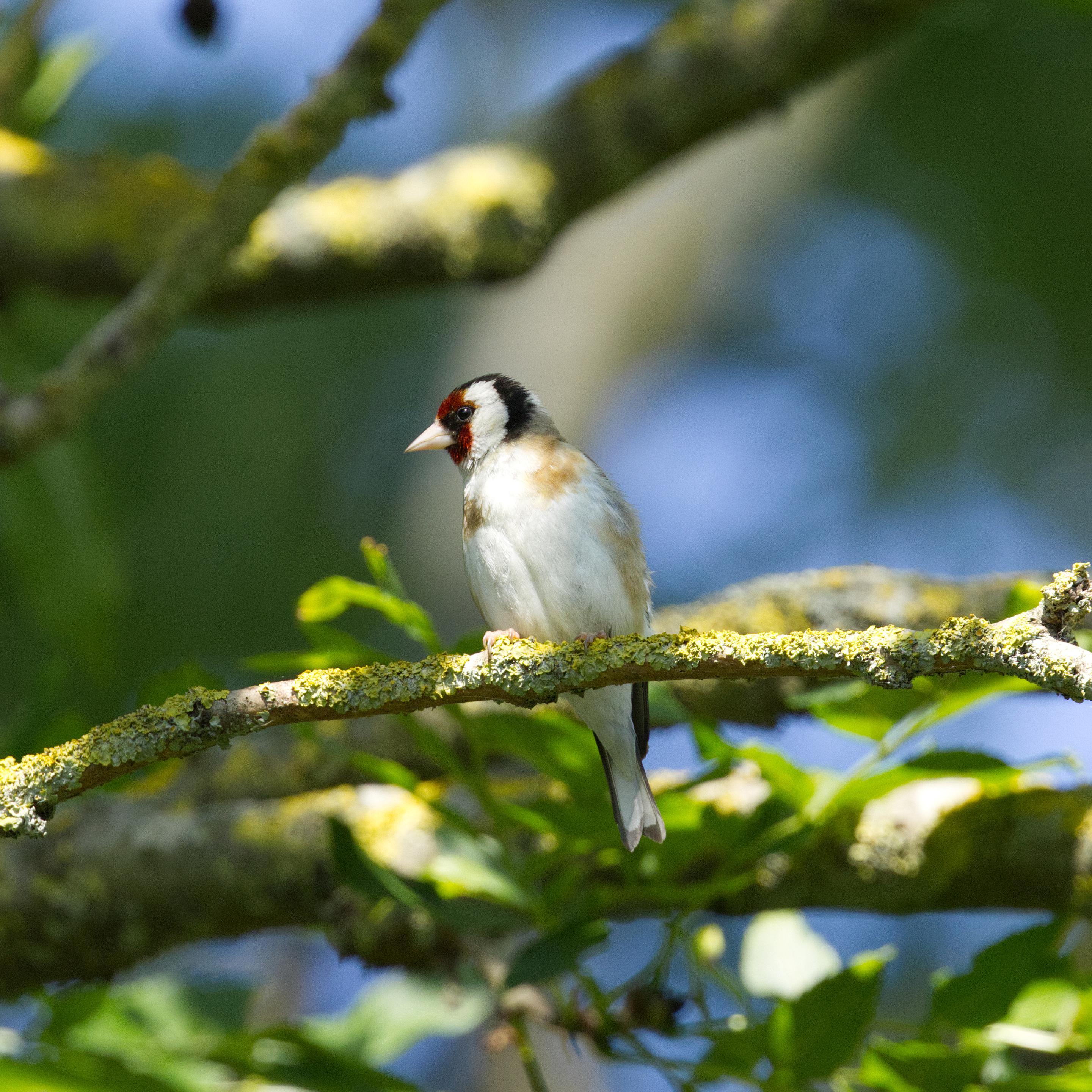 Ein Stieglitz (auch Distelfink, Carduelis carduelis) sitzt auf einem mit Flechten überzogenen Zweig. Der Betrachter sieht ihn von vorn. Der Vogel hat den Kopf nach rechts gedreht.
Der Stieglitz ist von schlanker Gestalt mit kurzem Hals und dünnen Füßen. Kennzeichnend sind eine kräftig schwarz-rote Gesichtsmaske, ein weißer Kopf mit weißen Halsseiten und abgesetzt ein schwarzer Nacken und Oberkopf. Die Flügel weisen eine deutlich abgesetzte, breite, leuchtend gelbe Binde auf. Sie sind bei der Nominatform überwiegend schwarz. Der Rücken ist hellbraun, der Bürzel weiß. Der am Ende schwach gegabelte Schwanz ist schwarz mit weißen Flecken im Spitzendrittel. Die Unterseite ist bräunlich an Brust und Flanken. Der elfenbeinfarbene Schnabel ist lang und spitz. In der Brutzeit ist er reinweiß, ansonsten befindet sich eine schwarze Markierung an der Spitze. Stieglitze haben eine Körperlänge von etwa 12 bis 13 Zentimetern.