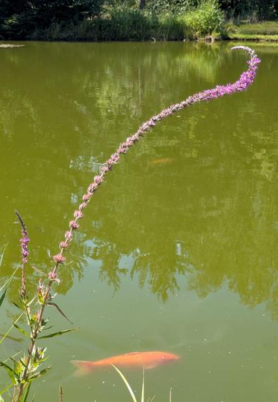 eine lila blühende Pflanze in einem nach rechts gebogenen Schwung vor einem Teich mit einem orangen Koi drunter