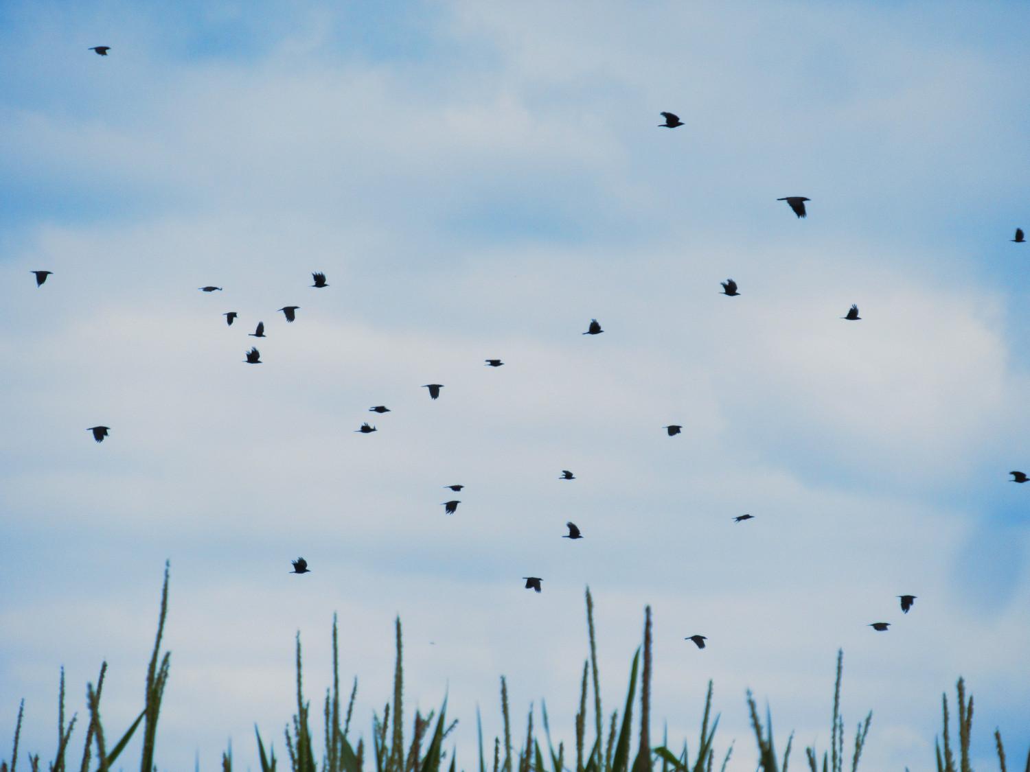 Zahlreiche Vögel (vermutlich Mehlschwalben) vor blassblauem Himmel.
Am unteren Bildrand die Spitzen von Mais.