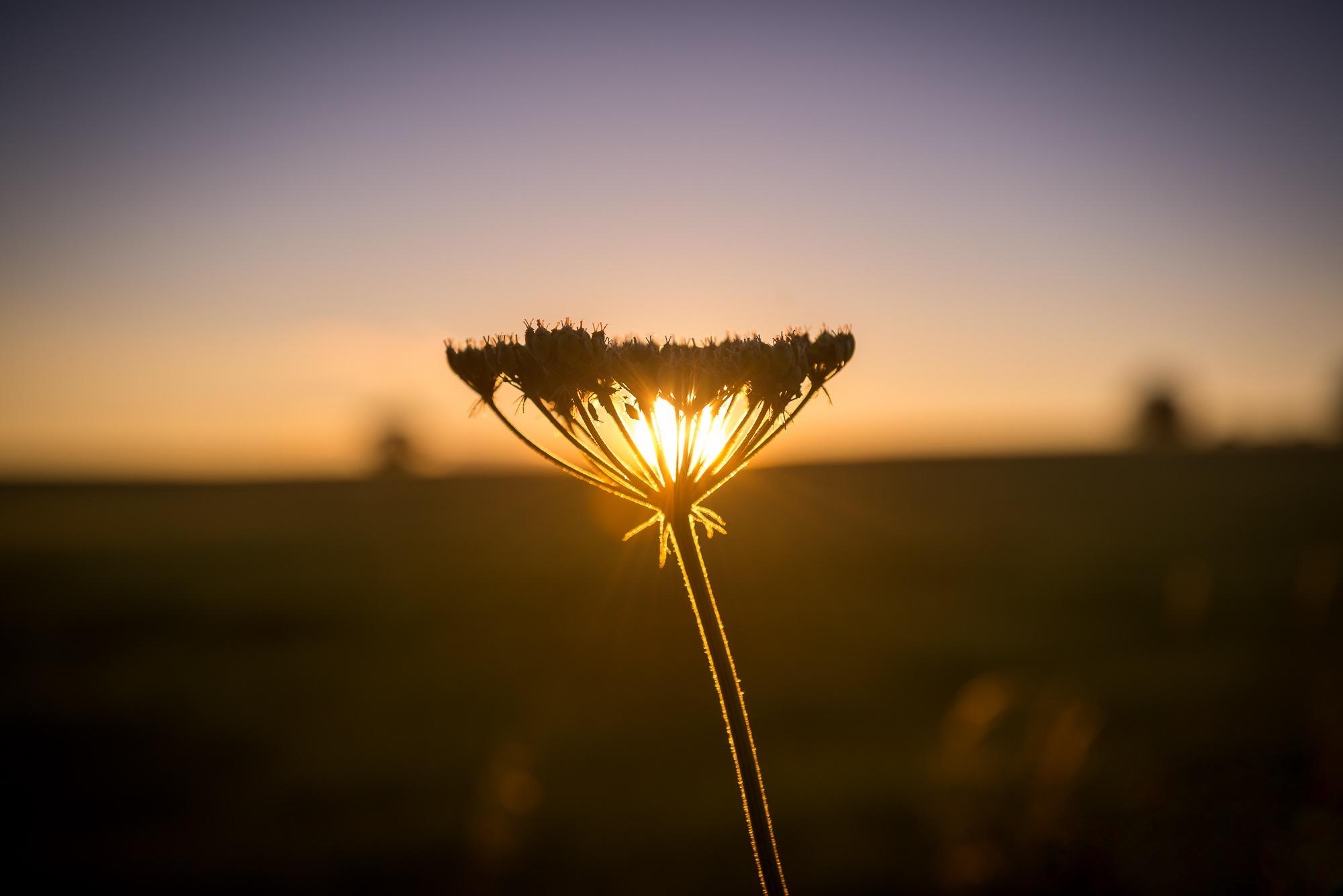 Eine verträumte Makro-Landschaftsaufnahme bei Sonnenuntergang. Im Mittelpunkt steht die feine, dunkle Silhouette einer Wildpflanze (Doldenblütler) auf einem langen Stängel. Die tief stehende Sonne ist perfekt hinter den filigranen Verzweigungen der Blüte positioniert, sodass das goldene Licht wie eine leuchtende Flamme durch die Ritzen strahlt und die feinen Häärchen des Stängels goldgelb aufleuchten lässt. Der Hintergrund ist in ein sehr weiches, verschwommenes Bokeh gehüllt, das von dunkler Erde am Boden zu einem warmen Orange-Gelb und schimmernden Violett am Himmel übergeht.