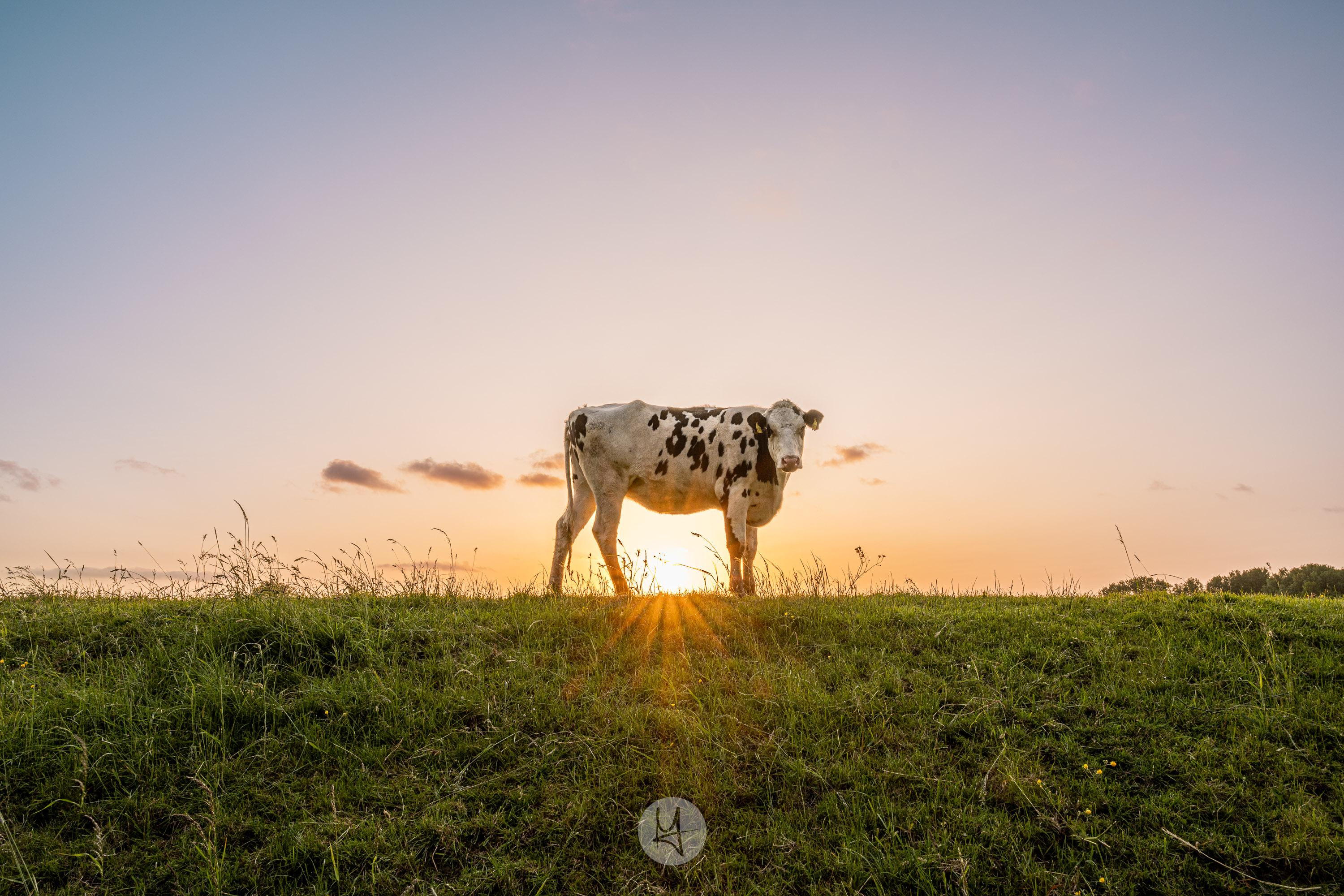 Stimmungsvolle Gegenlichtaufnahme auf dem Land. Auf der Anhöhe eines saftig grünen Grasdeichs steht eine schwarz-weiß gefleckte Kuh im Profil und blickt direkt in die Kamera. Die tief stehende Abendsonne lugt genau unter dem Bauch des Tieres an der Horizontlinie hervor und wirft einen warmen, strahlenförmigen Blendenstern (Sunstar) nach unten in den Hang. Der weitläufige Himmel ist in sanfte Pastelltöne von warmem Gelb über Orange bis hin zu einem kühlen Blau am oberen Bildrand getaucht.