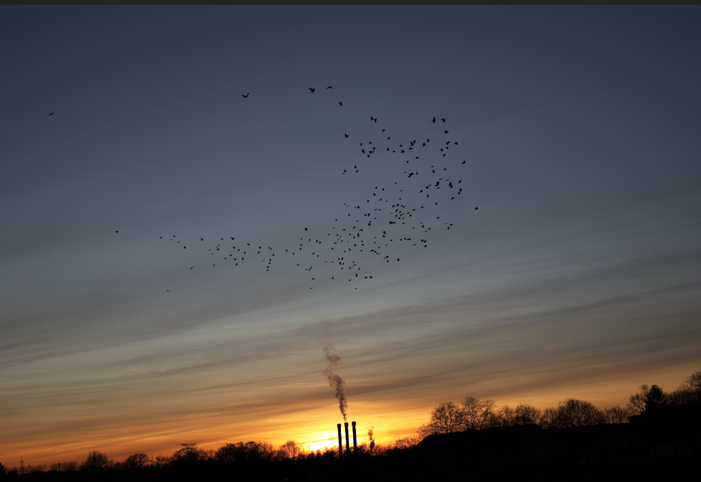 The setting sun over a field; in the background, a chimney at the Mercedes plant. Above it, a flock of crows.

Die untergehende Sonne vor einem Feld; im Hintergrund eine Kamin des Mercedes-Werkes. Darüber eine Schwarm Krähen.