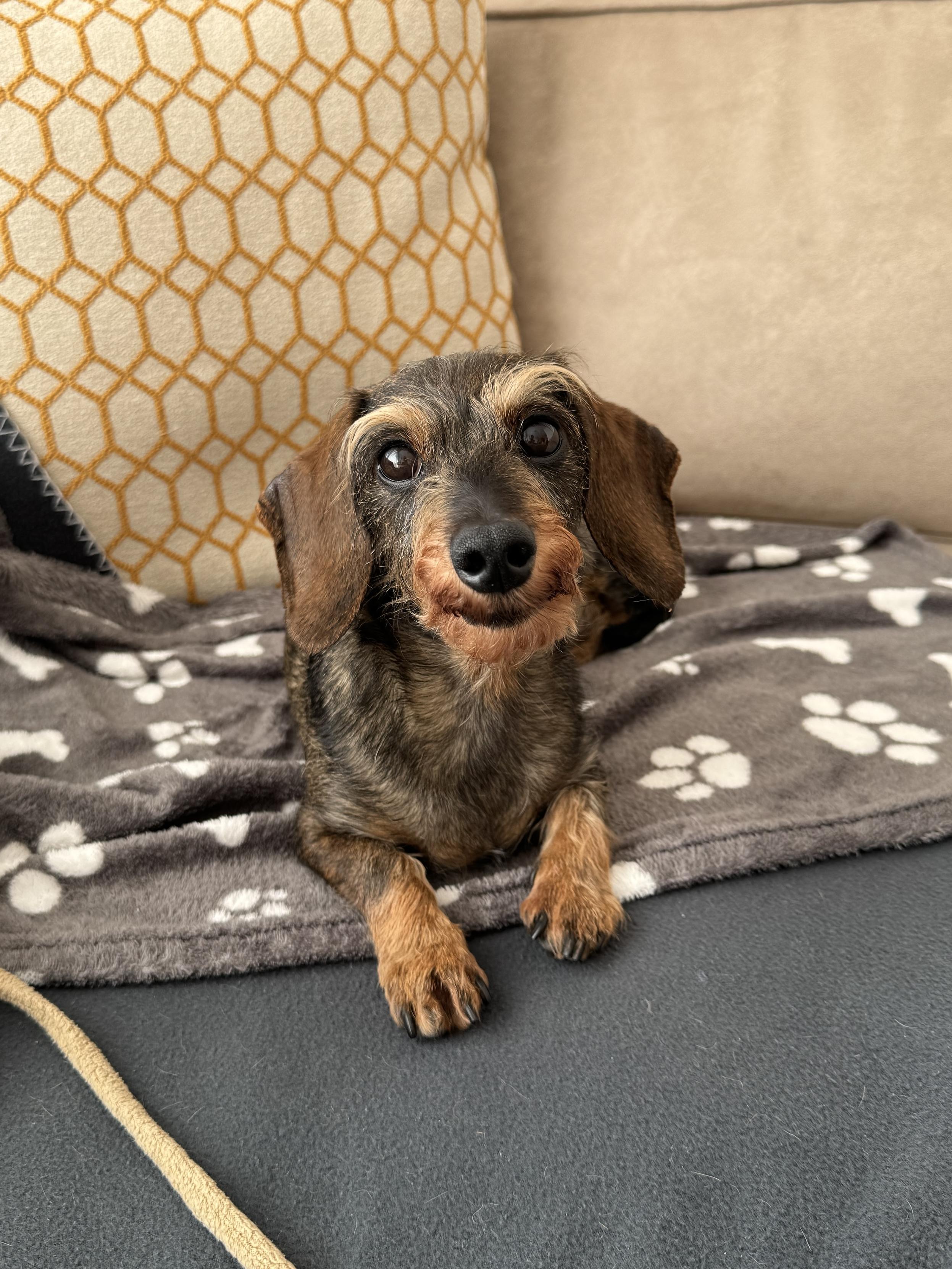 A small dog with short legs and a brown and black coat is resting on a gray blanket with white paw prints. A patterned yellow pillow is in the background.