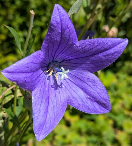 eine geöffnete lila Glockenblumenblüte
