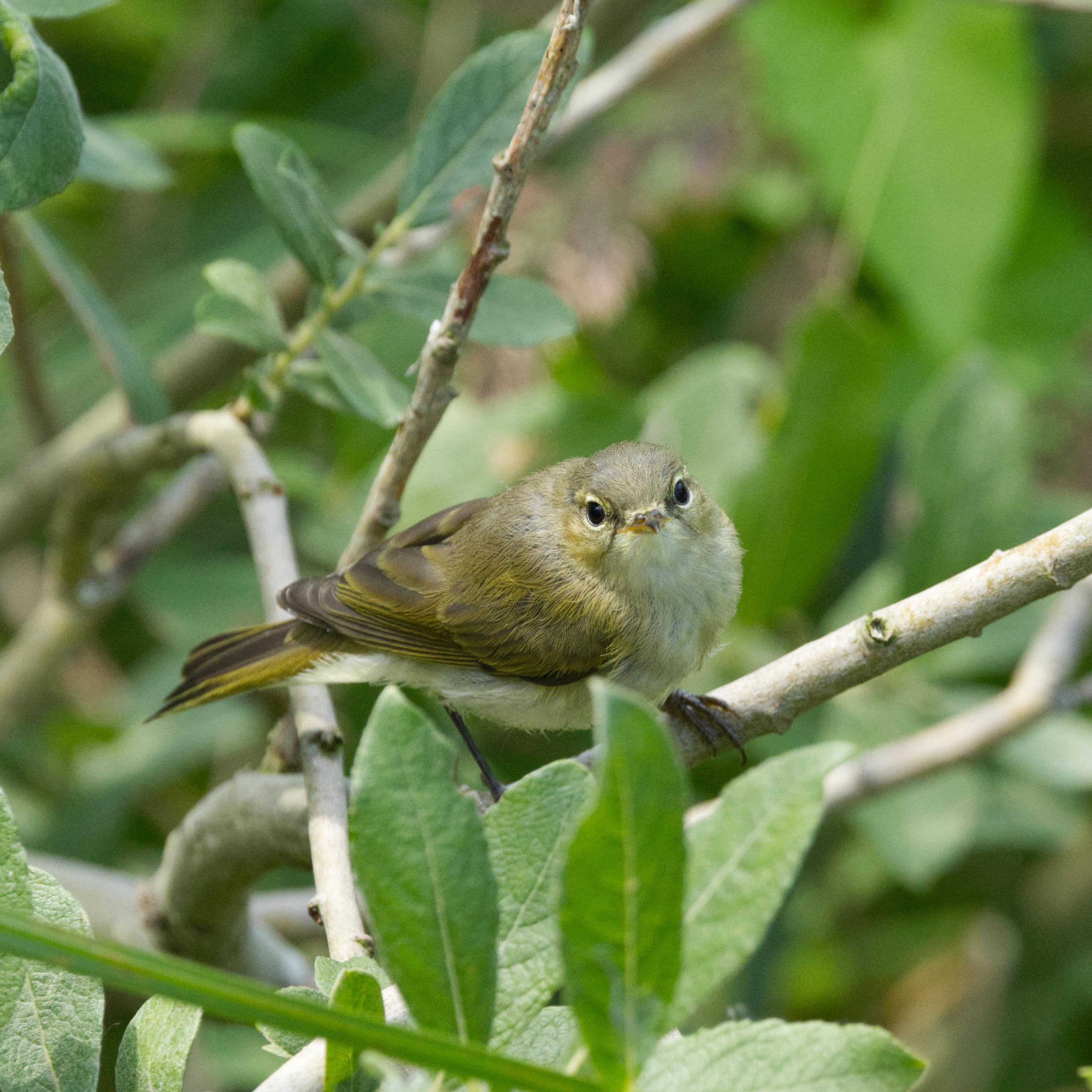Ein Zilpzalp oder Weidenlaubsänger (Phylloscopus collybita) sitzt im Gesträuch etwas unterhalb des Betrachters und blickt diesen direkt an.
Zilpzalpe sind kleine, kompakte und kurzflügelige Laubsänger mit recht großem Kopf und ohne auffallende Zeichnungen. Die Körperlänge beträgt 10–12 Zentimeter. Die Geschlechter unterscheiden sich äußerlich und bezüglich des Gewichts nicht, Männchen sind jedoch etwas langflügeliger als Weibchen.
Die Oberseite ist graubräunlich grün, der Bürzel ist häufig etwas heller grün. Kehle, Unterseite des Rumpfes und Unterschwanzdecken sind schmutzig weiß mit individuell sehr variablen Anteilen von Gelb und Beige auf Kehle und Brust. Vor allem im Herbst sind die Flanken häufig beigebraun überhaucht. Schwungfedern und Steuerfedern sind graubraun, die Säume der Außenfahnen sind schmal gelbgrün gesäumt. Ein gelblicher Überaugenstreif ist vor dem Auge deutlich, hinter dem Auge meist nur undeutlich ausgeprägt. Der dunkle Augenstreif teilt den hellen Augenring durchgehend in eine untere und eine obere Hälfte. Der Bereich unterhalb der Augen und die Ohrdecken sind recht dunkel, so daß der untere Teil des hellen Augenrings dazu deutlich kontrastiert. Der kurze und feine Schnabel ist an der Basis und an den Seiten meist wenig auffallend hell orange, im Übrigen dunkel hornfarben. Die Beine sind meist dunkelbraun oder grauschwarz, selten heller braun.