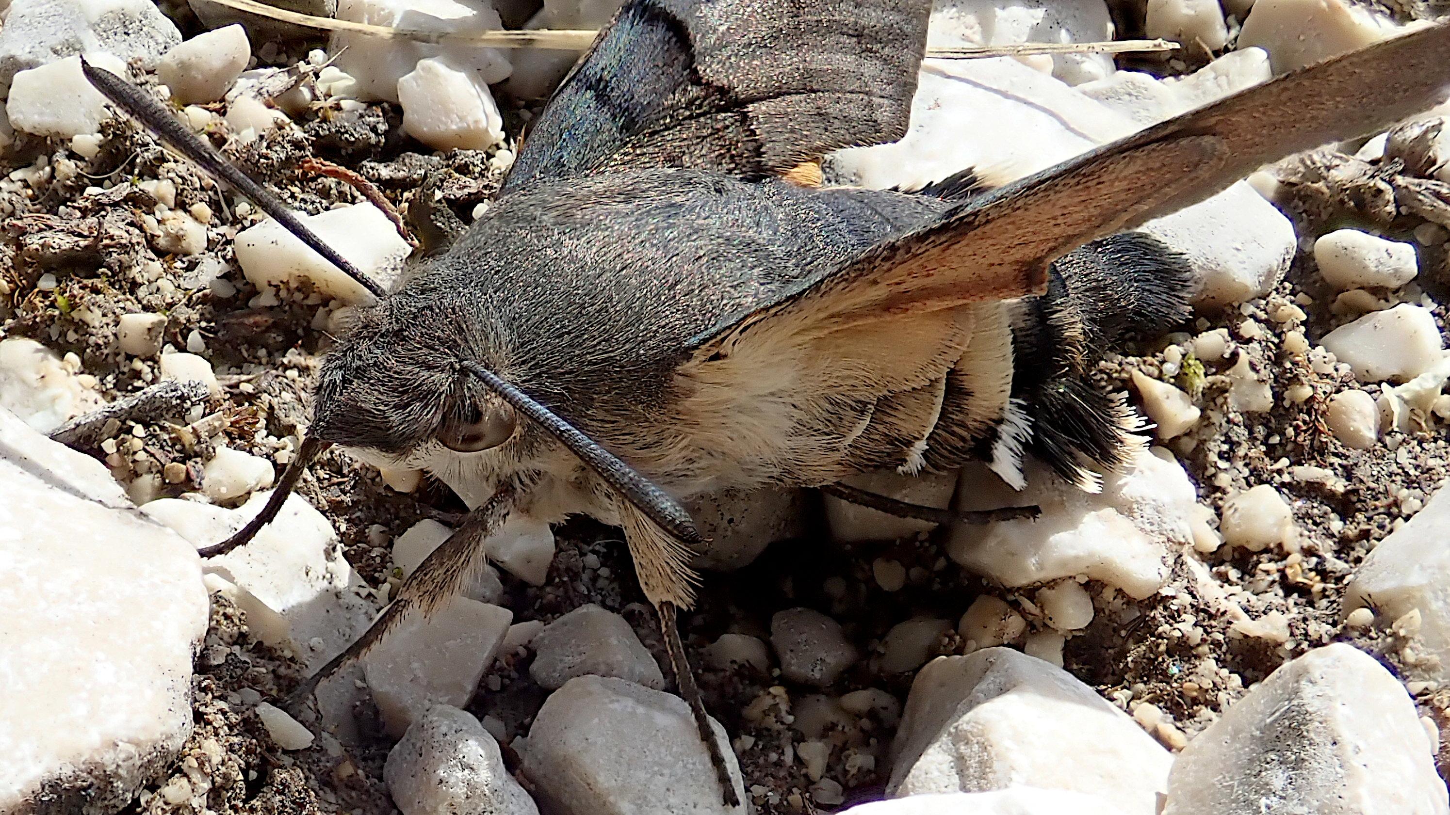 dritte ansicht des taubenschwänzchens, diesmal von seitlich vorne. hier hat der falter die flügel leicht angehoben, so dass sich ein blick darunter erhaschen lässt. dort kommt hinter den längeren weißen achselhaaren ein ockergelb bis orange zum vorschein