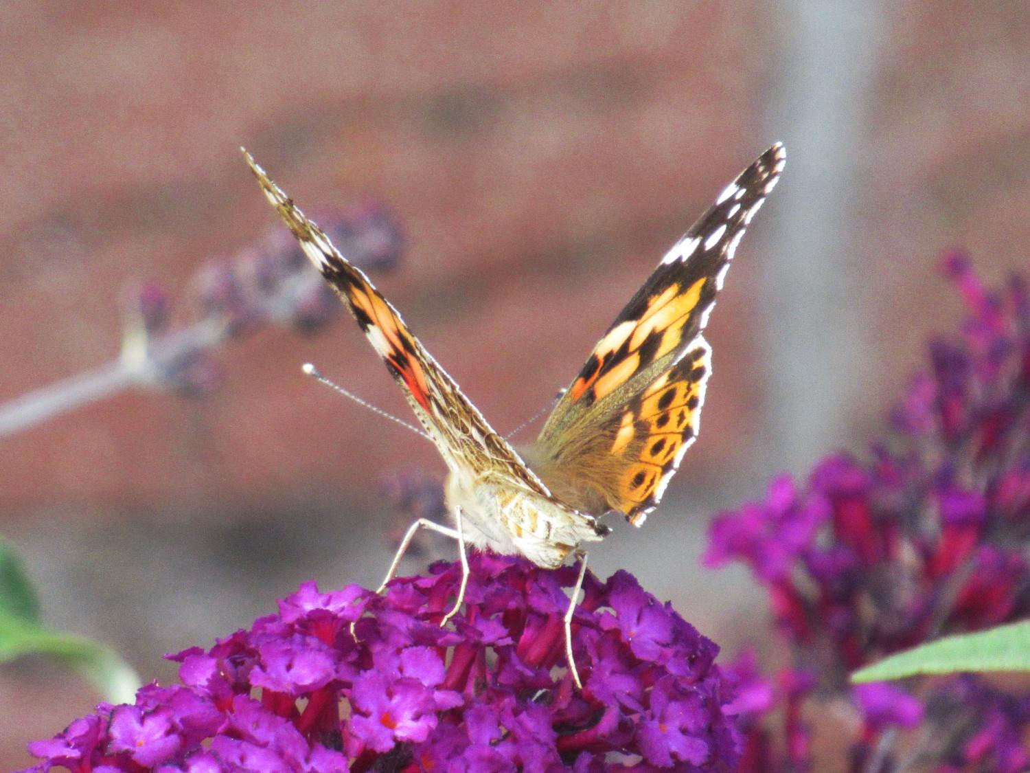 Ein Distelfalter mit halb geöffneten Flügeln auf Sommerflieder