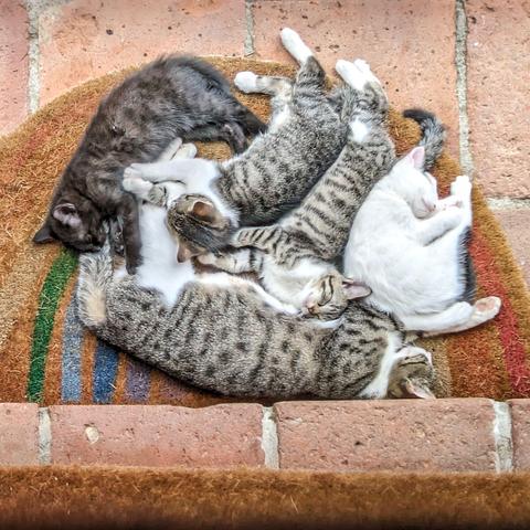 auf einem Fußabstreifer liegen eine grauweißgetigerte Katzenmama und ihre 4 Katzenbabies um sie aufgereiht.nein fast schwarzes, zwei getigertweiße und eine fastweiße