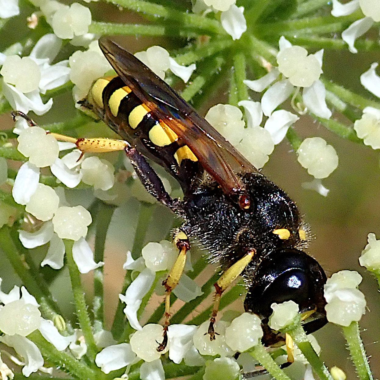 nahaufnahme einer wespe die in den vielen winzigen weißen einzelblüten einer wilden möhre herumklettert, seitenansicht. sie hat einen ziemlich großen schwarzen kopf mit sehr großen auch schwarzen facettenaugen seitlich vorne und drei punktaugen oben drauf. der thorax ist rund und schwarz mit 2 gelben querstreifen ganz vorne. die braun getönten transparenten flügel sind nach hinten geklappt und lassen den schwarz-gelb gebänderten hinterleib seitlich drunter hervorscheinen. die beine sind nah am körper schwarz, sonst gelb