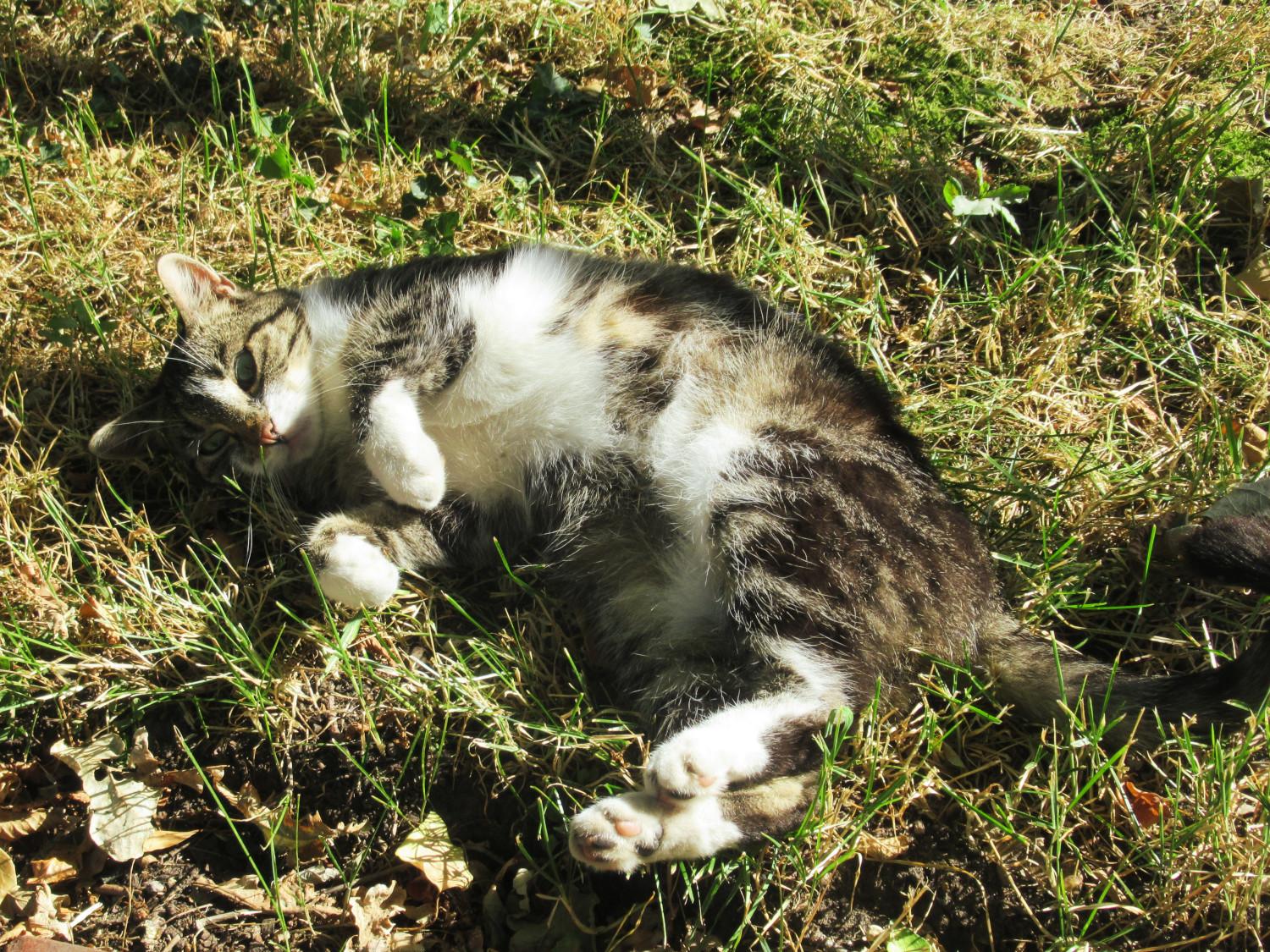 Eine getigerte Katze mit weißen Pfötchen und weißer Brust liegt auf einer Grünfläche. Sie hat die Vorderpfoten niedlich angewinkelt.