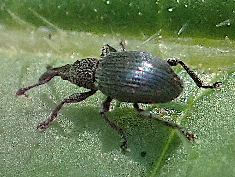 nahaufnahme von einem höchstens 3 millimeter messenden rüsselkäfer auf einem grünen blatt direkt neben der hauptblattader. sein hinterleib ist kapselförmig umschlossen von den längsgerillten deckflügeln, die einen grünlichblauen metallischen glanz zeigen. der tüllenartige halsschild ist dagegen punktig schuppenbedeckt. wie das beim kopf ist, der in diesem halsschild steckt, ist wegen niedriger auflösung und schärfe nichtr mehr zu sehen. jedenfalls geht er trichterförmig in einen kräftigen, mittellangen, nach unten gebogenen rüssel über. die beinhaltung oder gangart ist rüsselkäfertypisch hochbeinig.